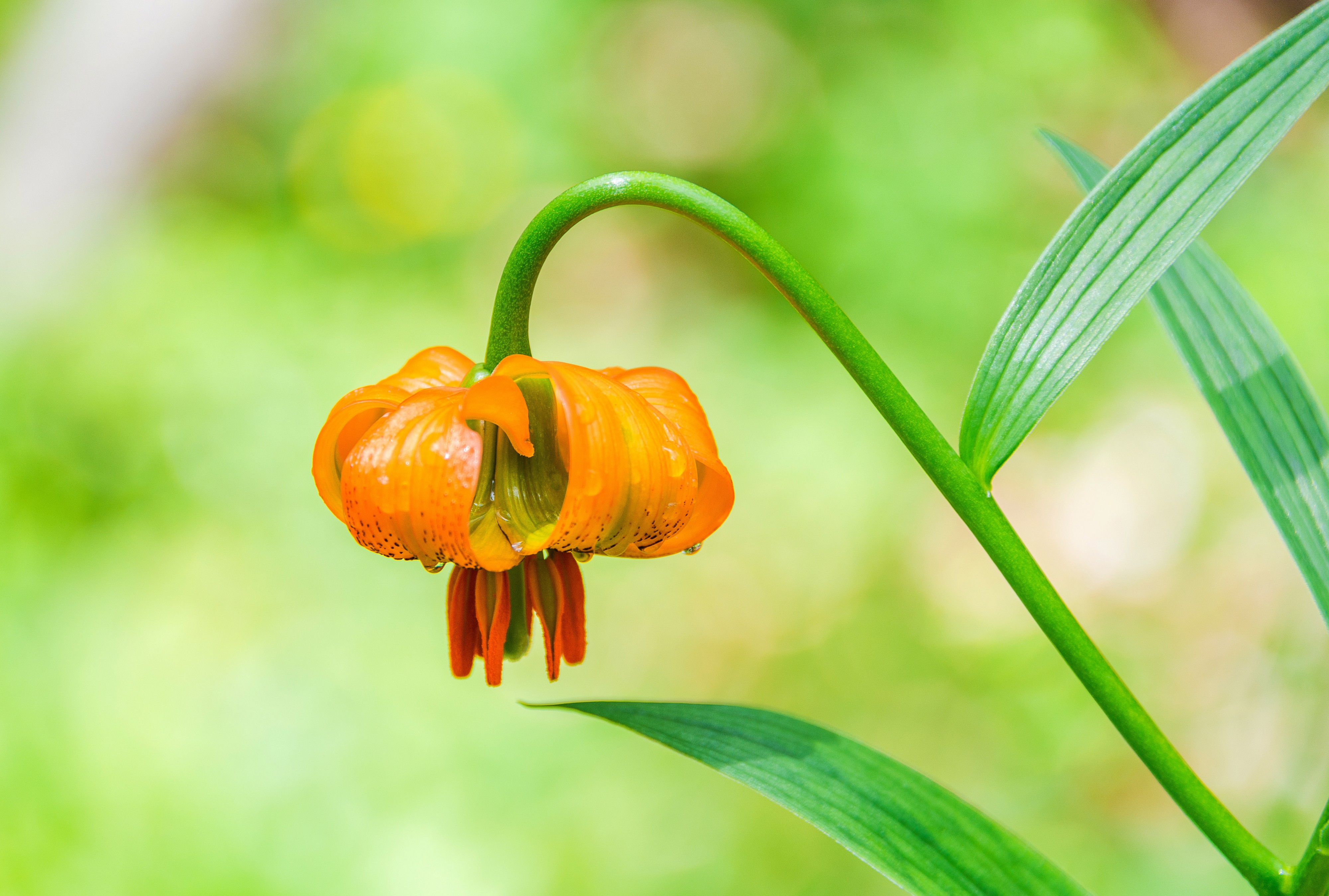 Vivid orange bloom on the green background