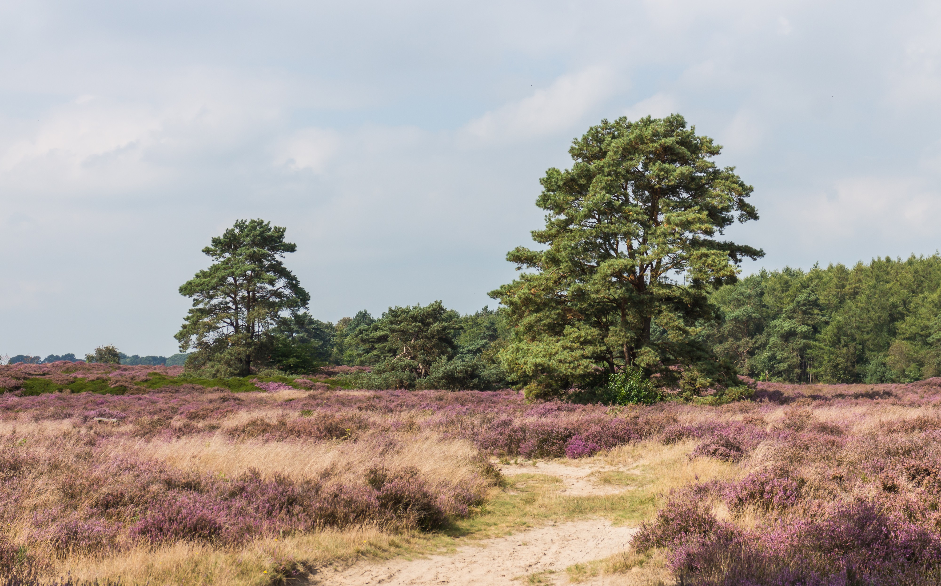 Vliegdennen (Pinus sylvestris) tussen bloeiende heide. Locatie, Schaopedobbe (Schapenpoel) 02