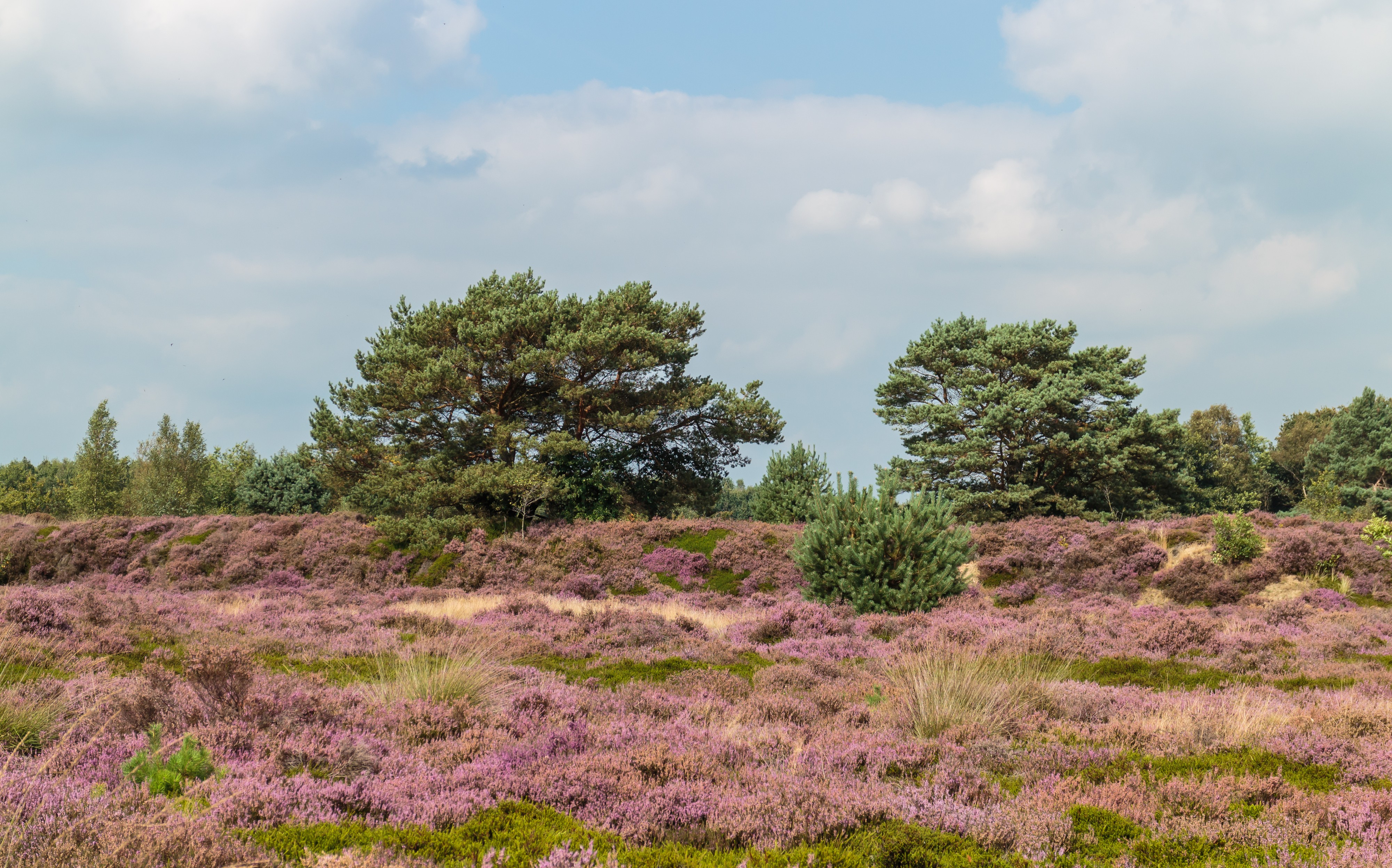 Vliegdennen (Pinus sylvestris) tussen bloeiende heide. Locatie, Schaopedobbe (Schapenpoel) 04