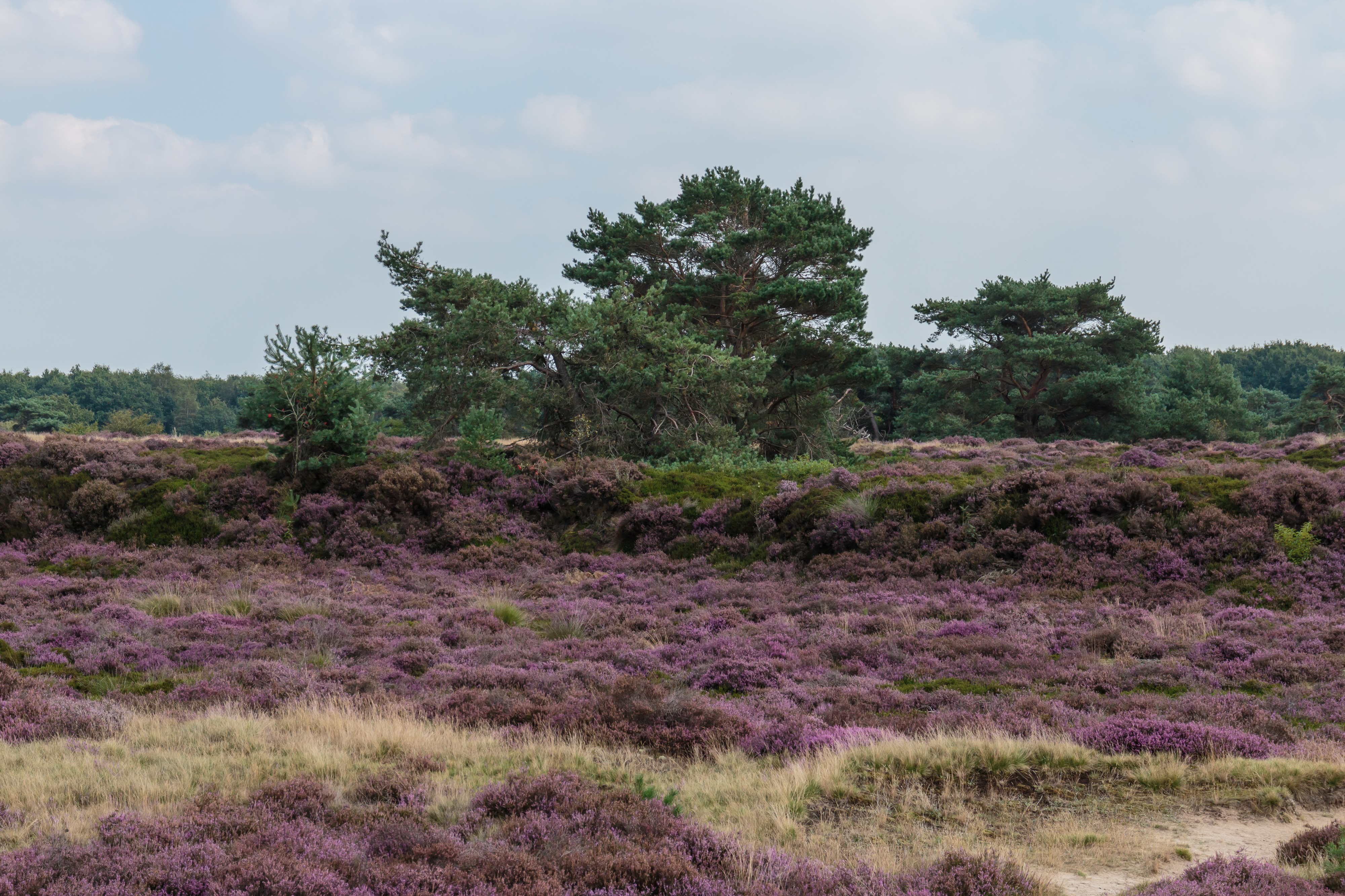 Vliegdennen (Pinus sylvestris) tussen bloeiende heide. Locatie, Schaopedobbe (Schapenpoel) 07