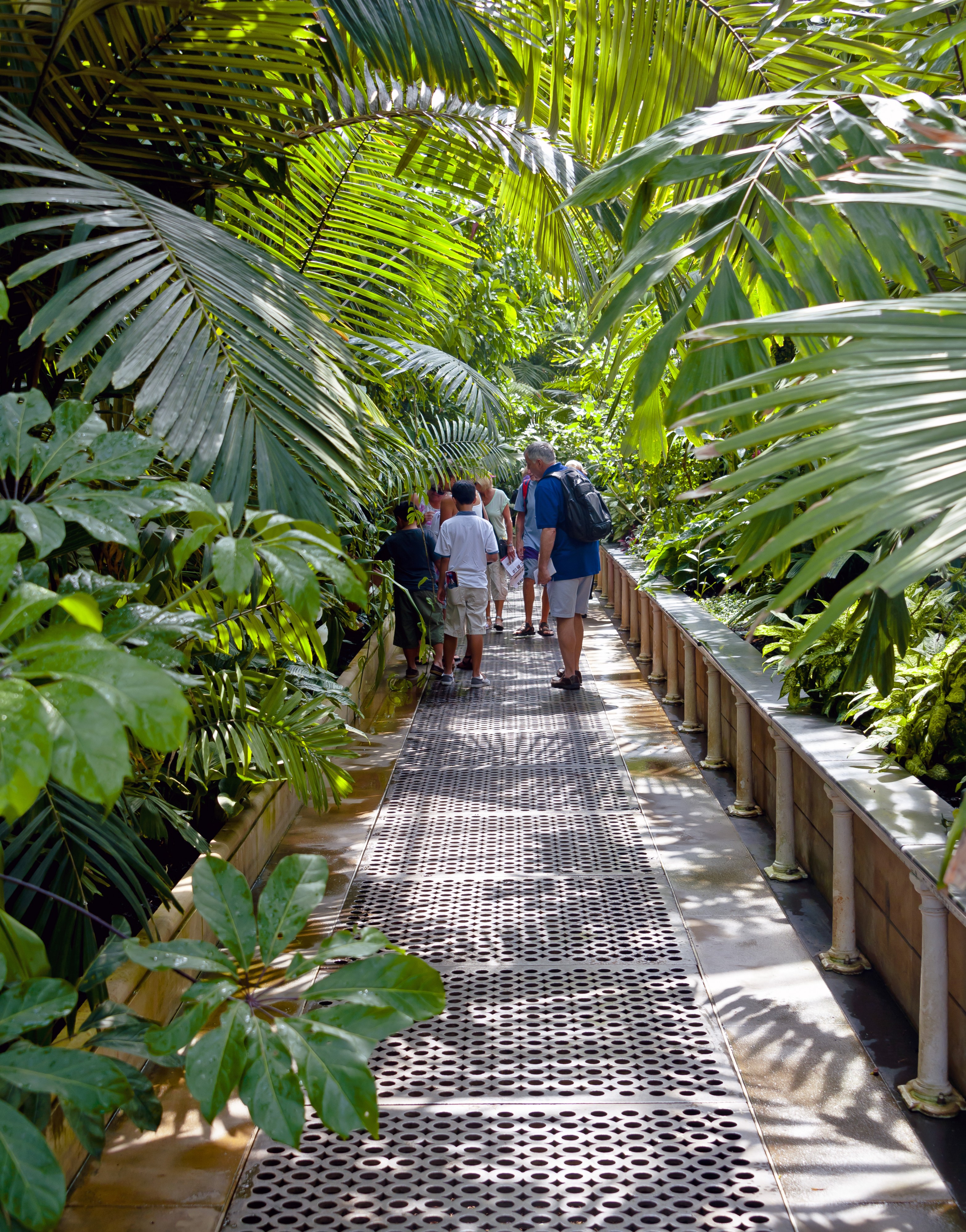 Walkway through palms in Palm House, Kew Gardens