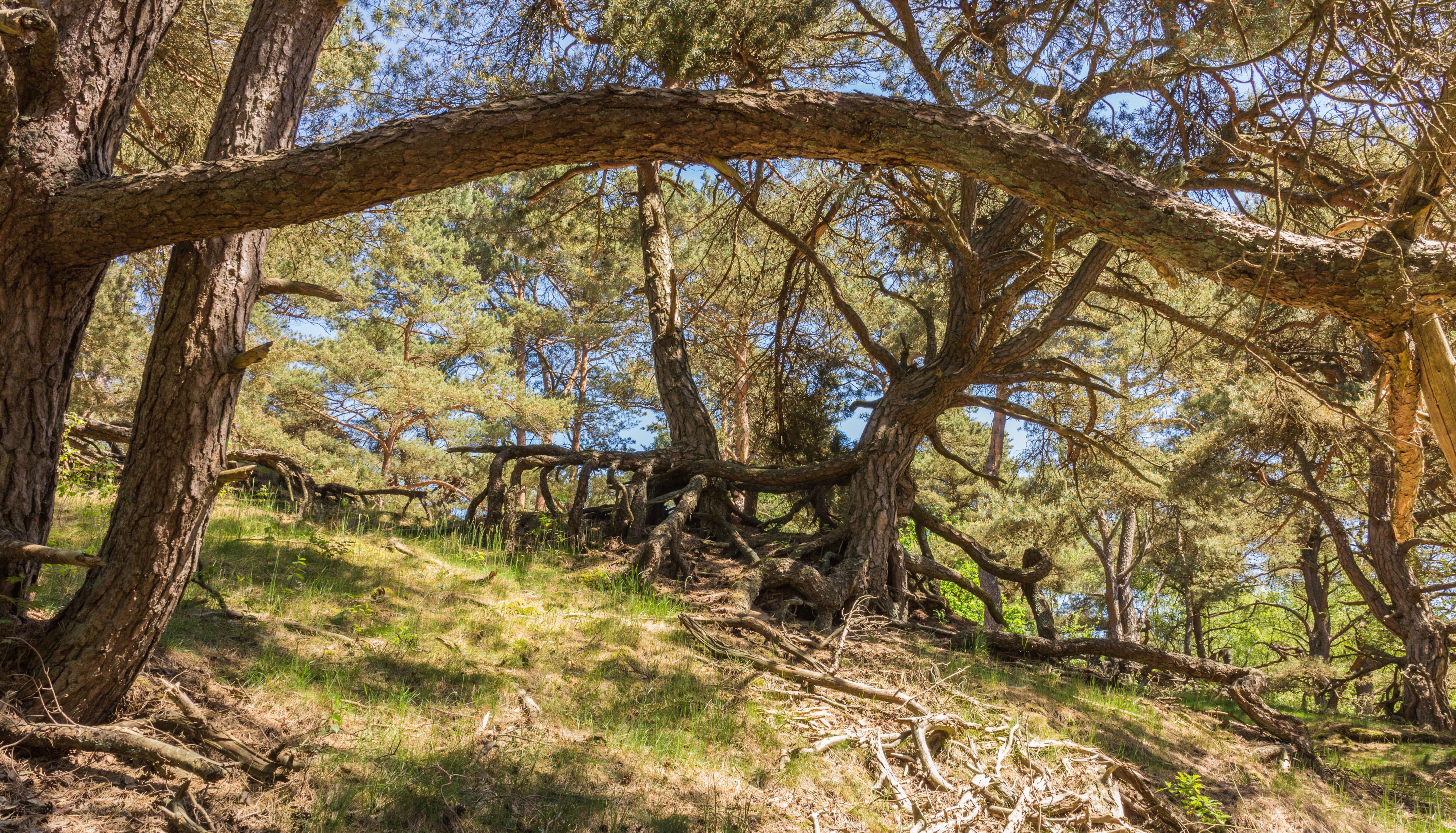Wandeling over het Hulshorsterzand-Hulshorsterheide 01