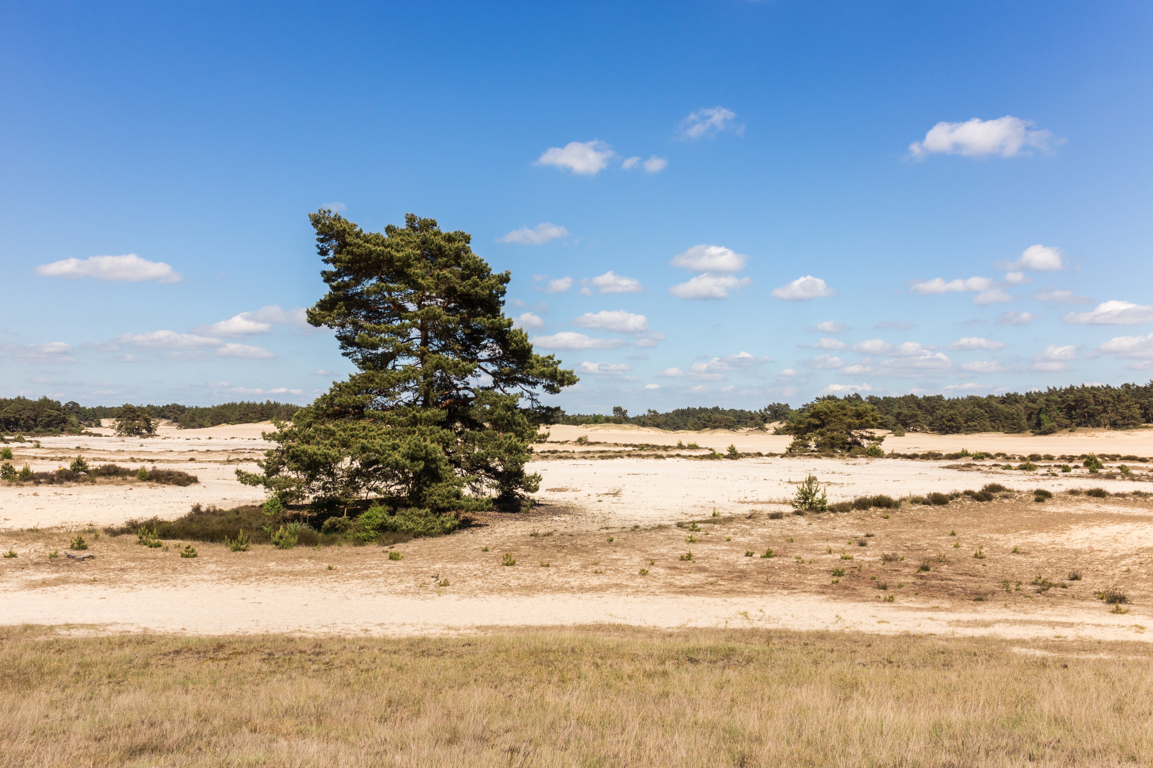 Wandeling over het Hulshorsterzand-Hulshorsterheide 18