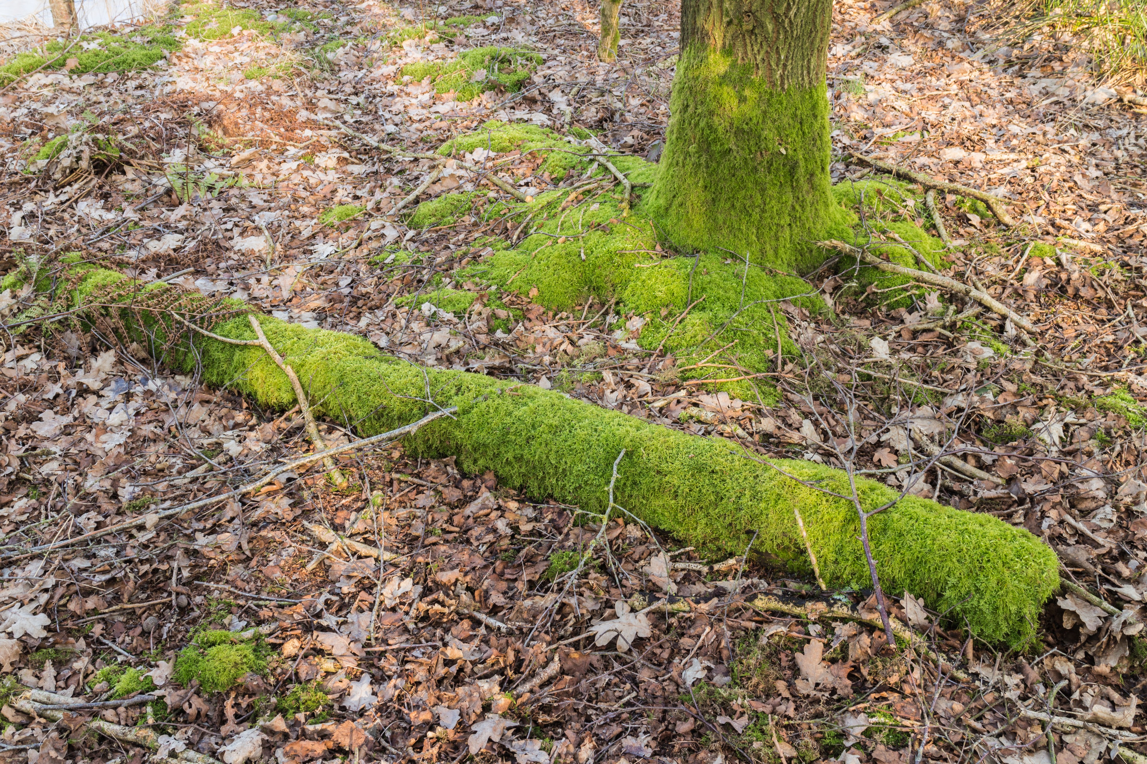 Wandelingen door de laagveenmoerassen De Deelen 035