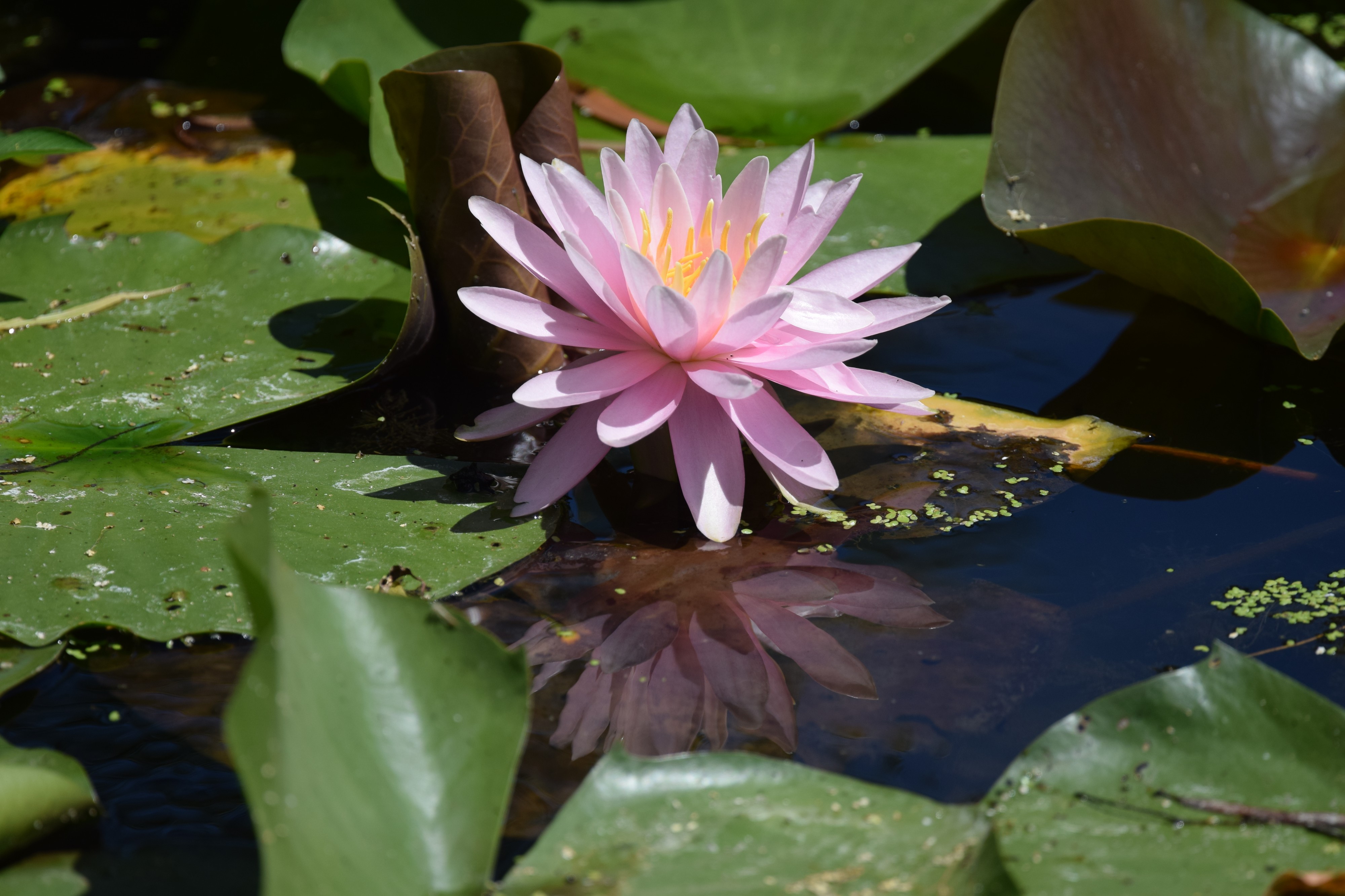 Water lily (34802816743)
