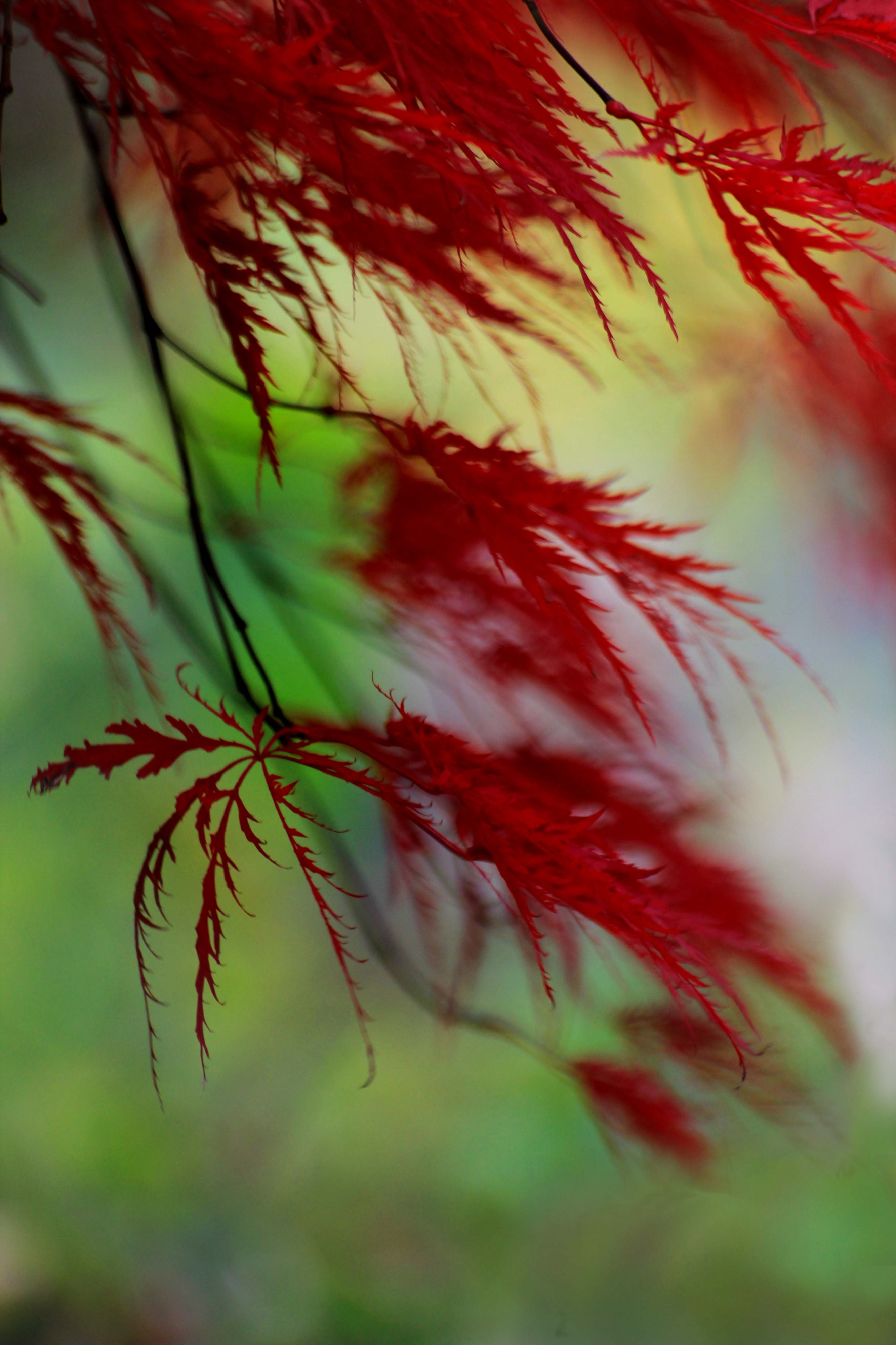 Waterfall of color (6308275516)