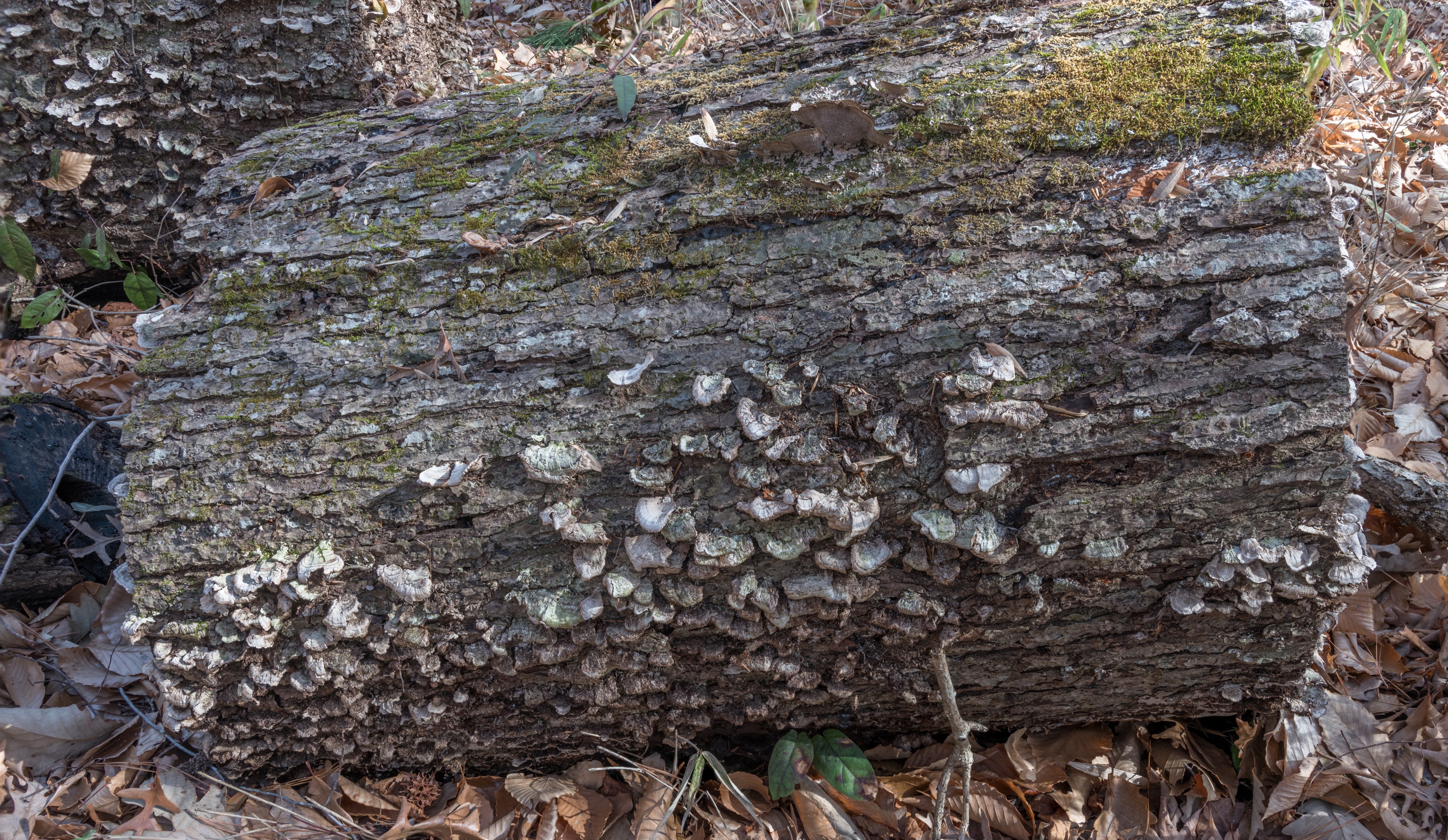 West Neck Creek Natural Area 13