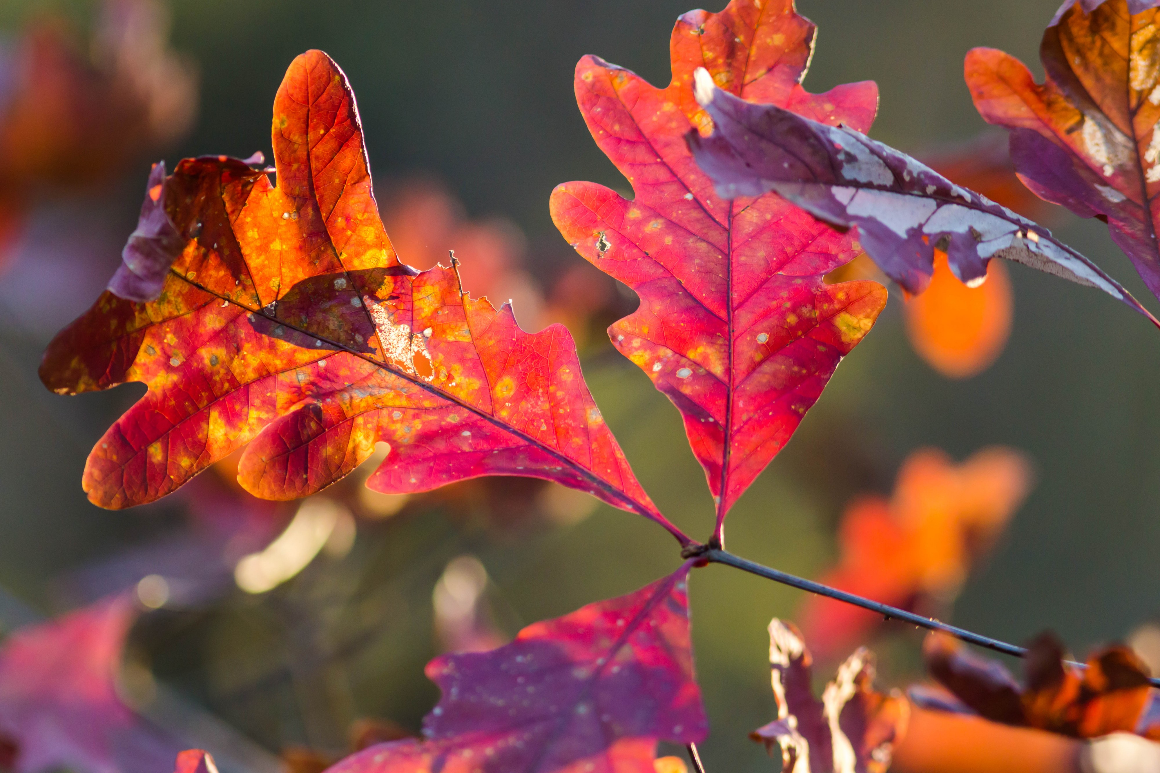 White oak (24691166970)