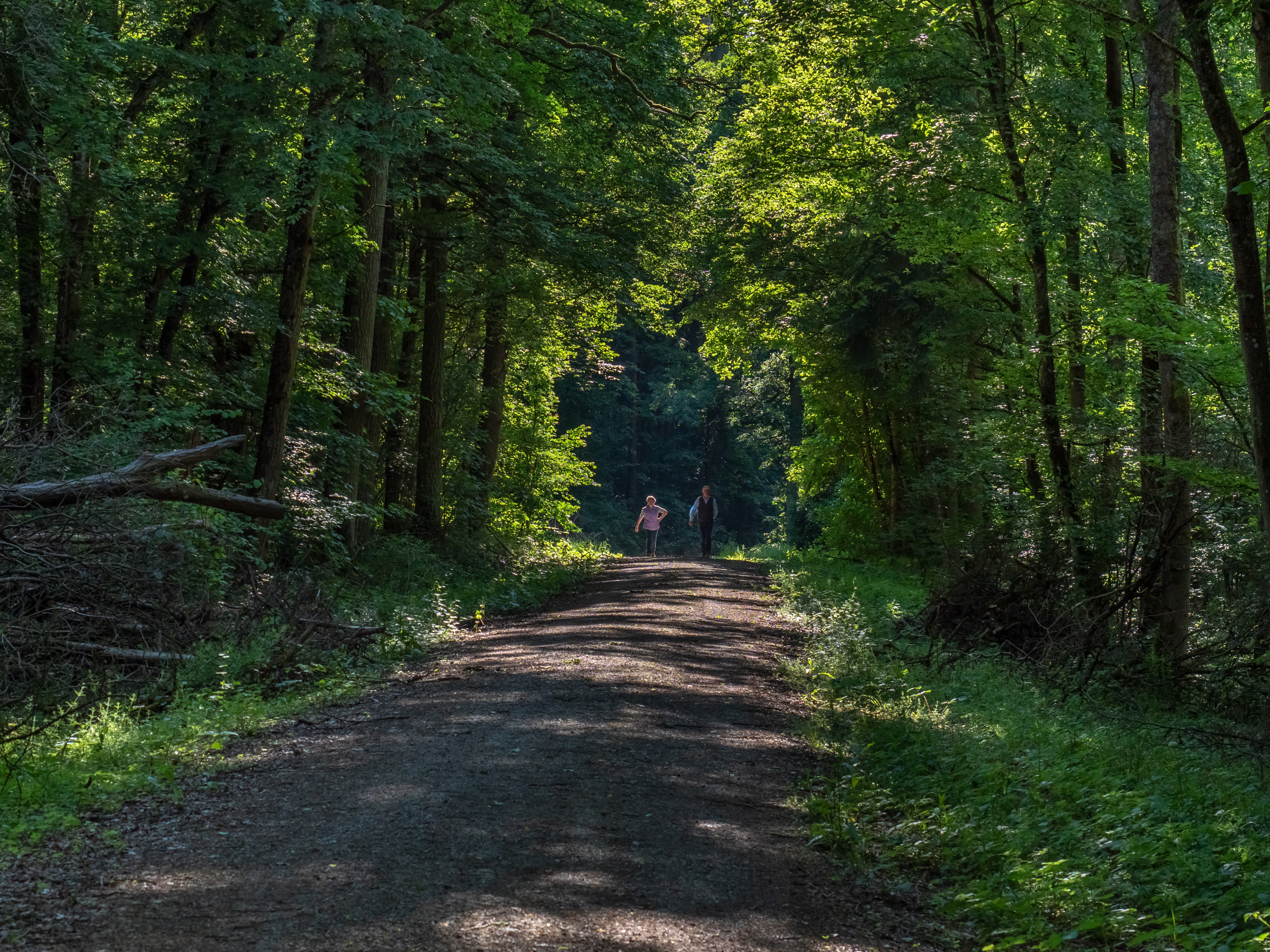 Wiebelsberger Wald 5201455