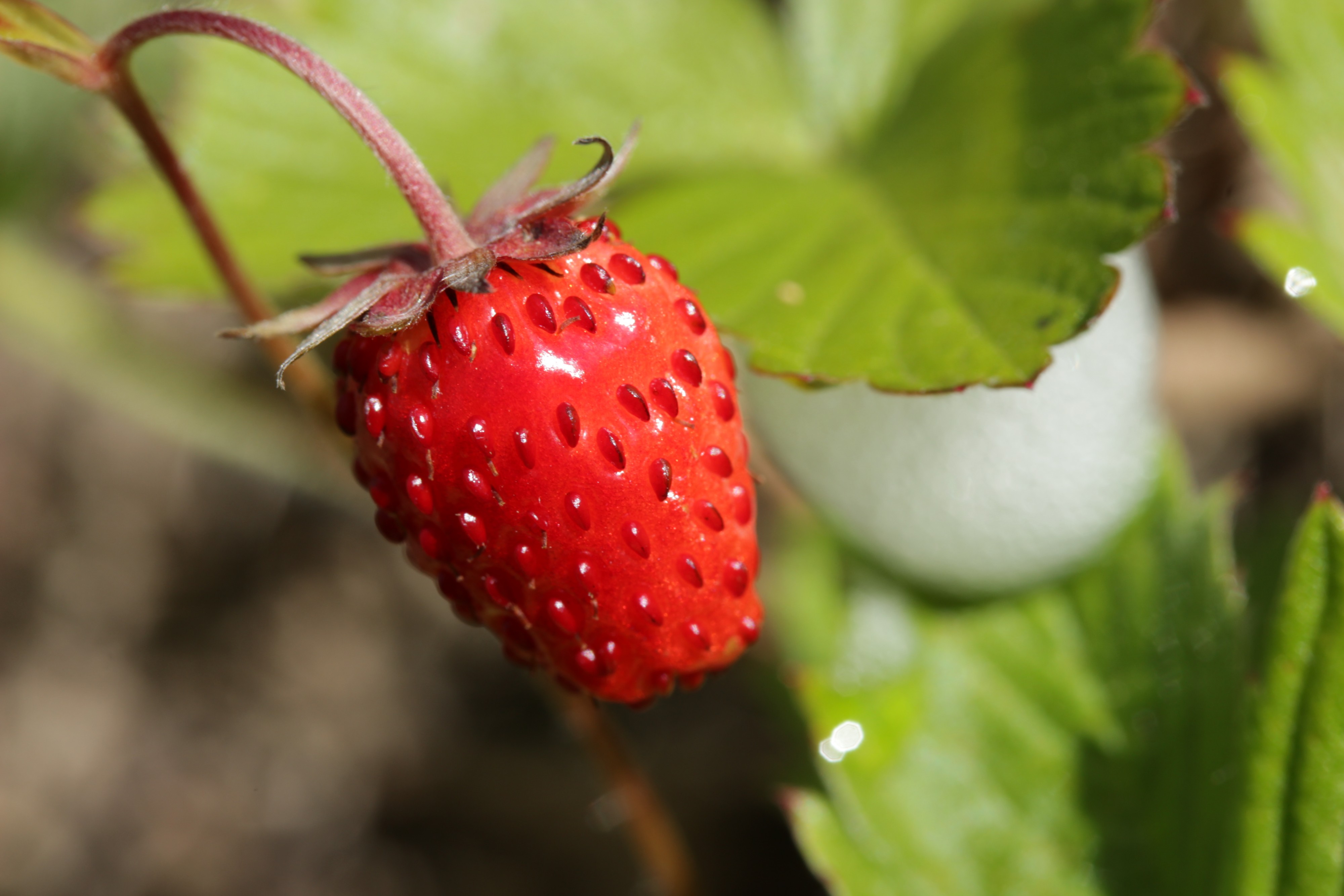 Wild Strawberry - Fragaria vesca (44172488891)