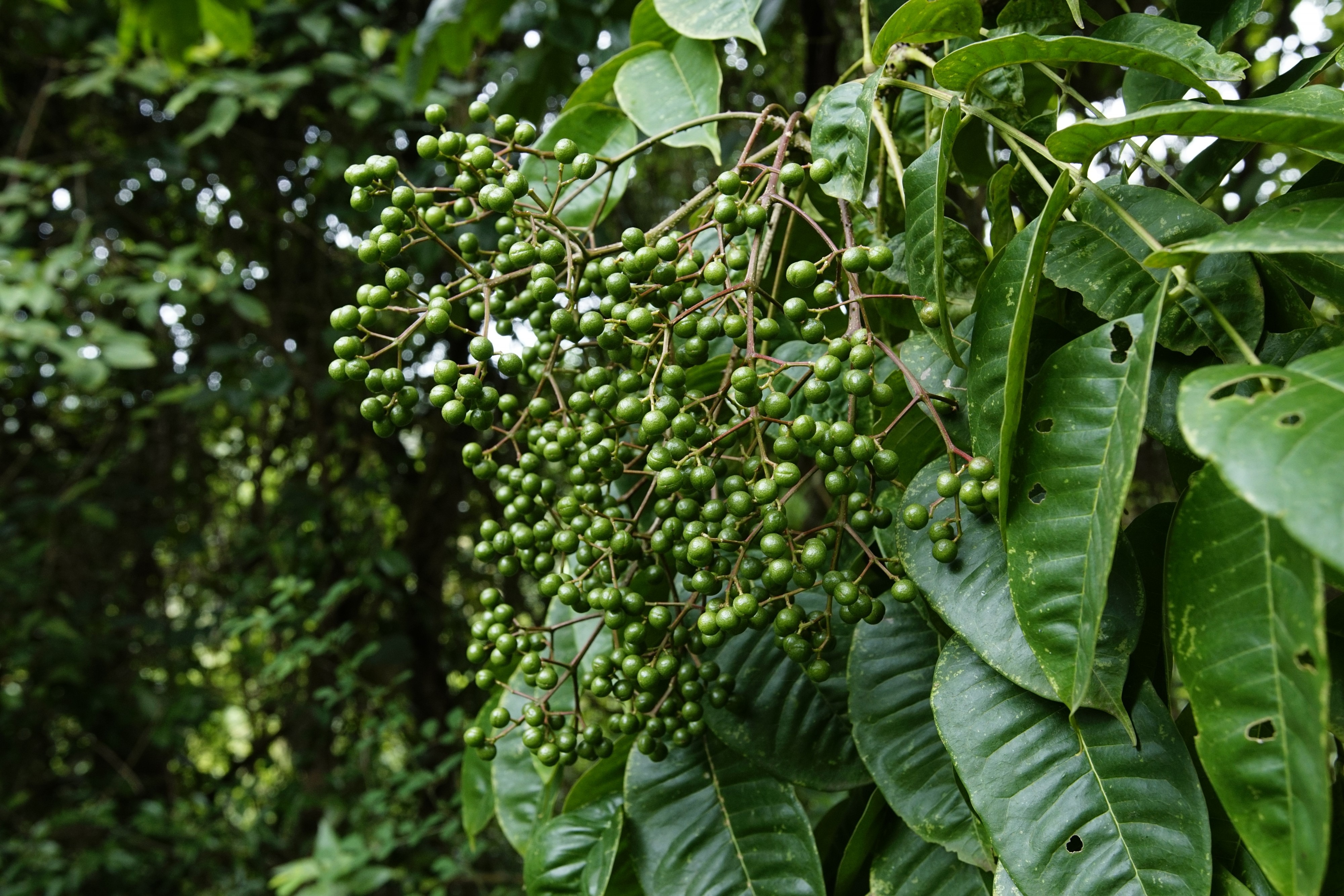 Zanthoxylum rhetsa 6683