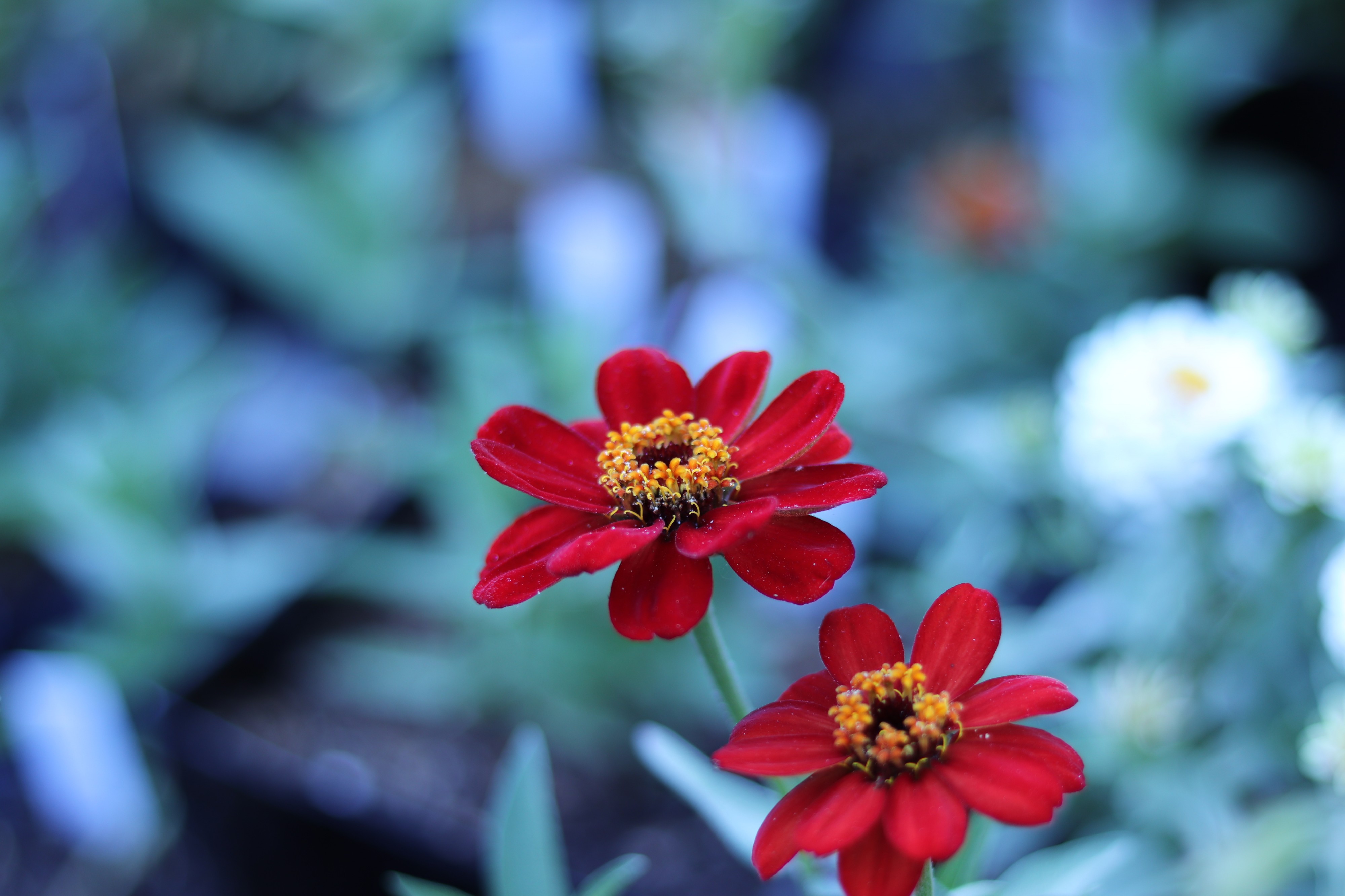 Zinnia x hybrida 'Profusion Red' IMG 2027