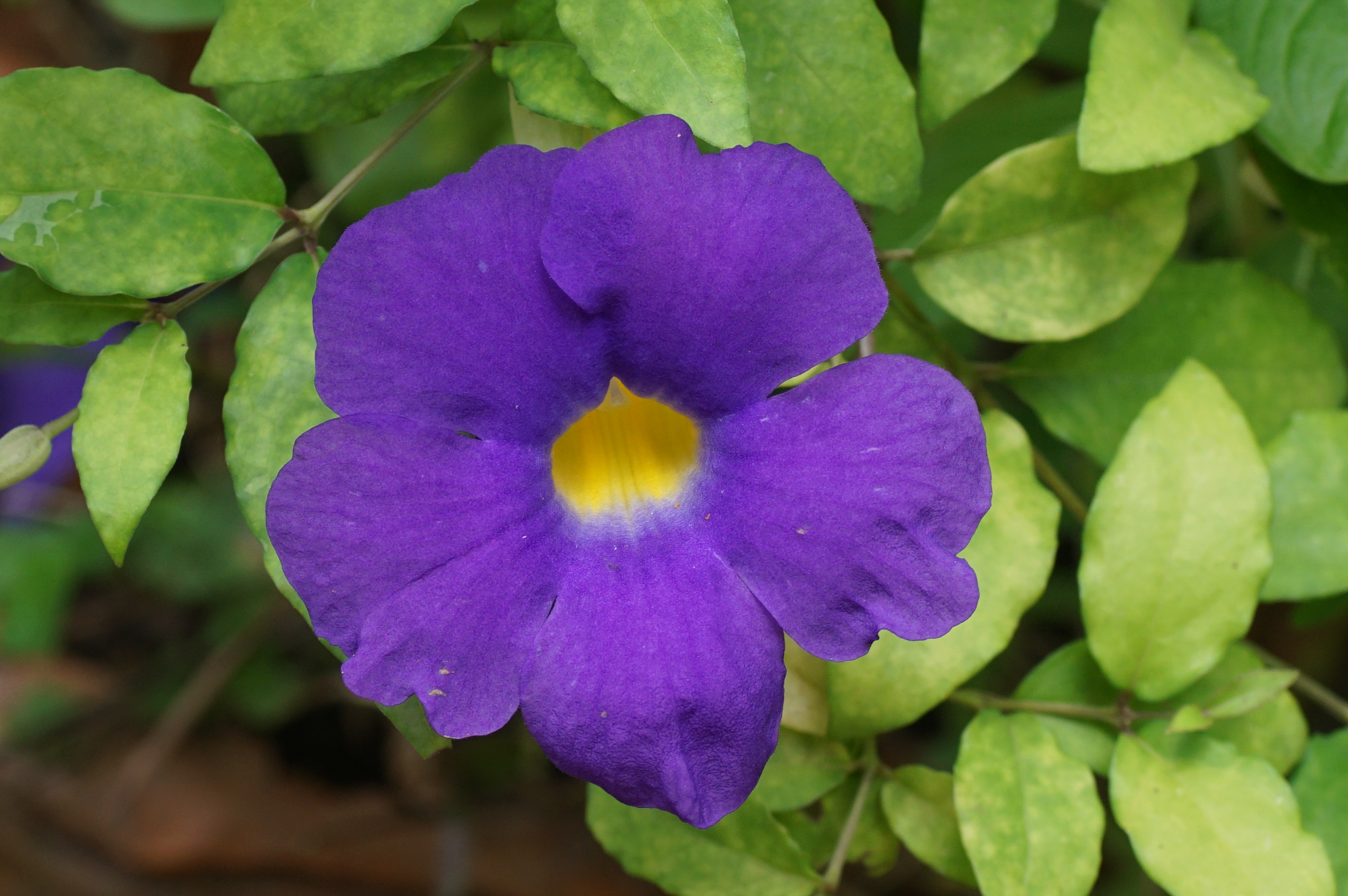 Thunbergia erecta 00561