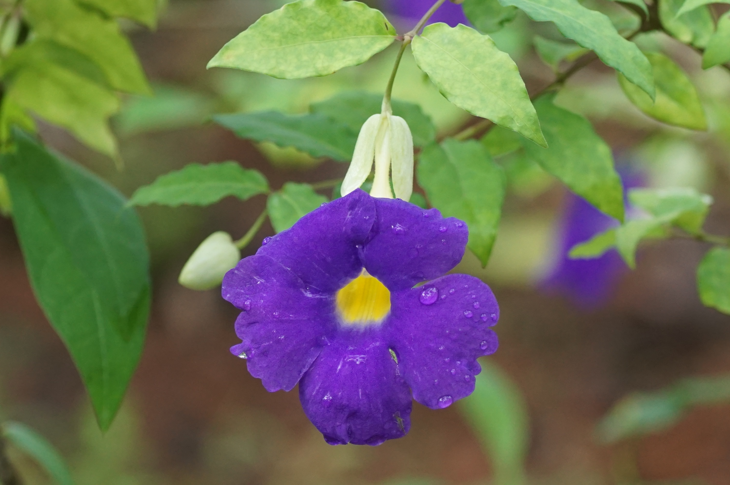 Thunbergia erecta 01322