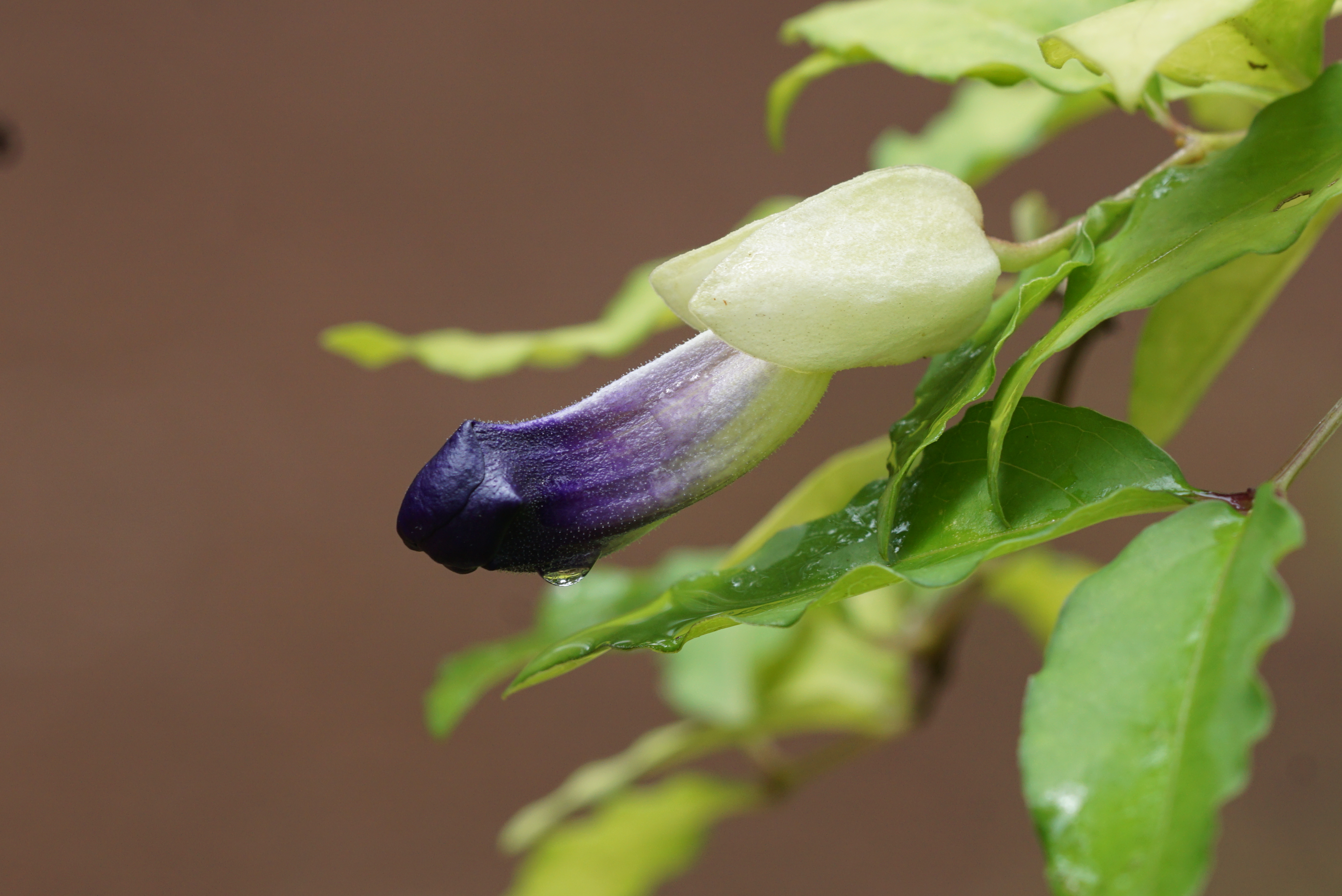 Thunbergia erecta 03961
