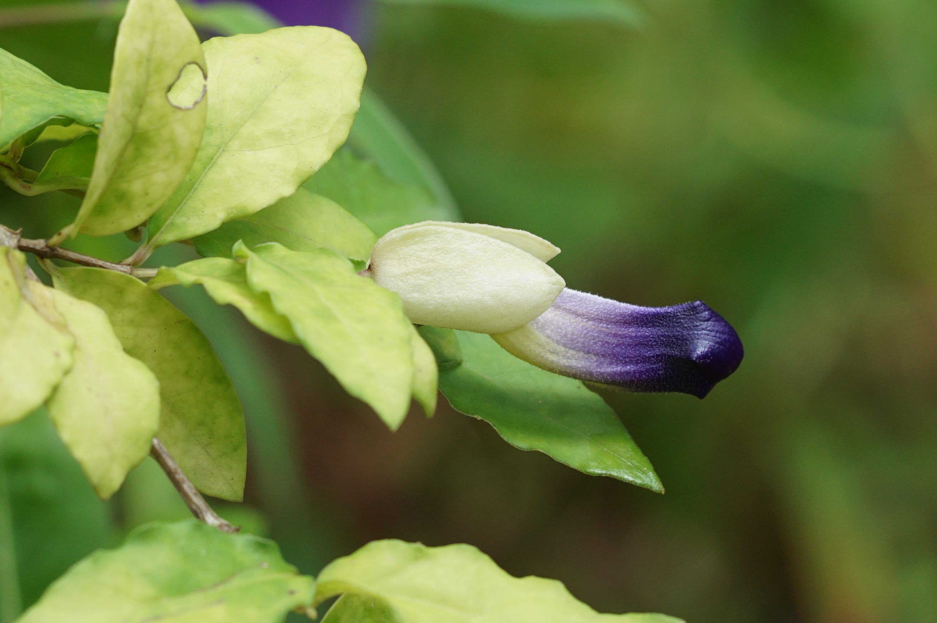 Thunbergia erecta 04080