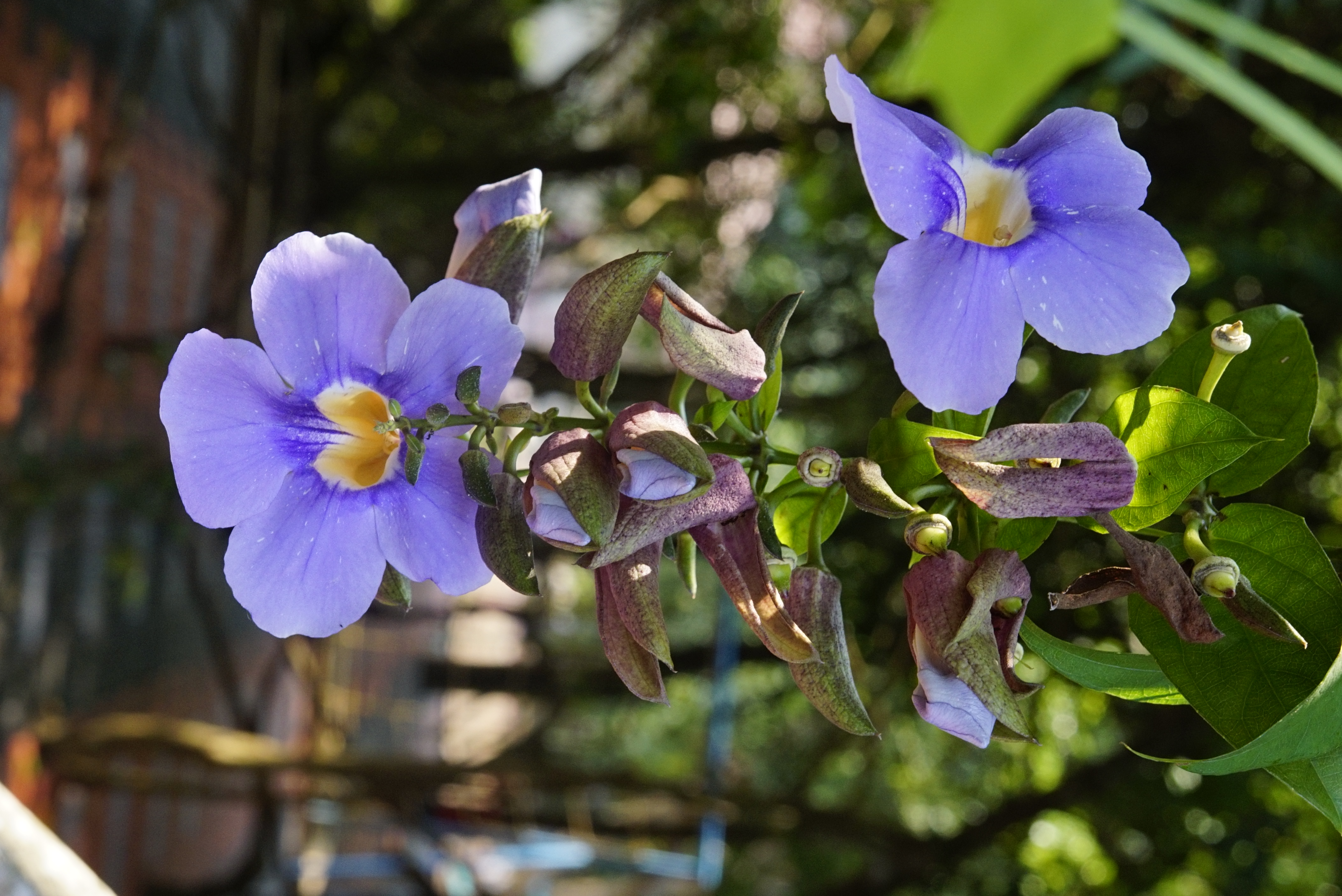 Thunbergia laurifolia 8720