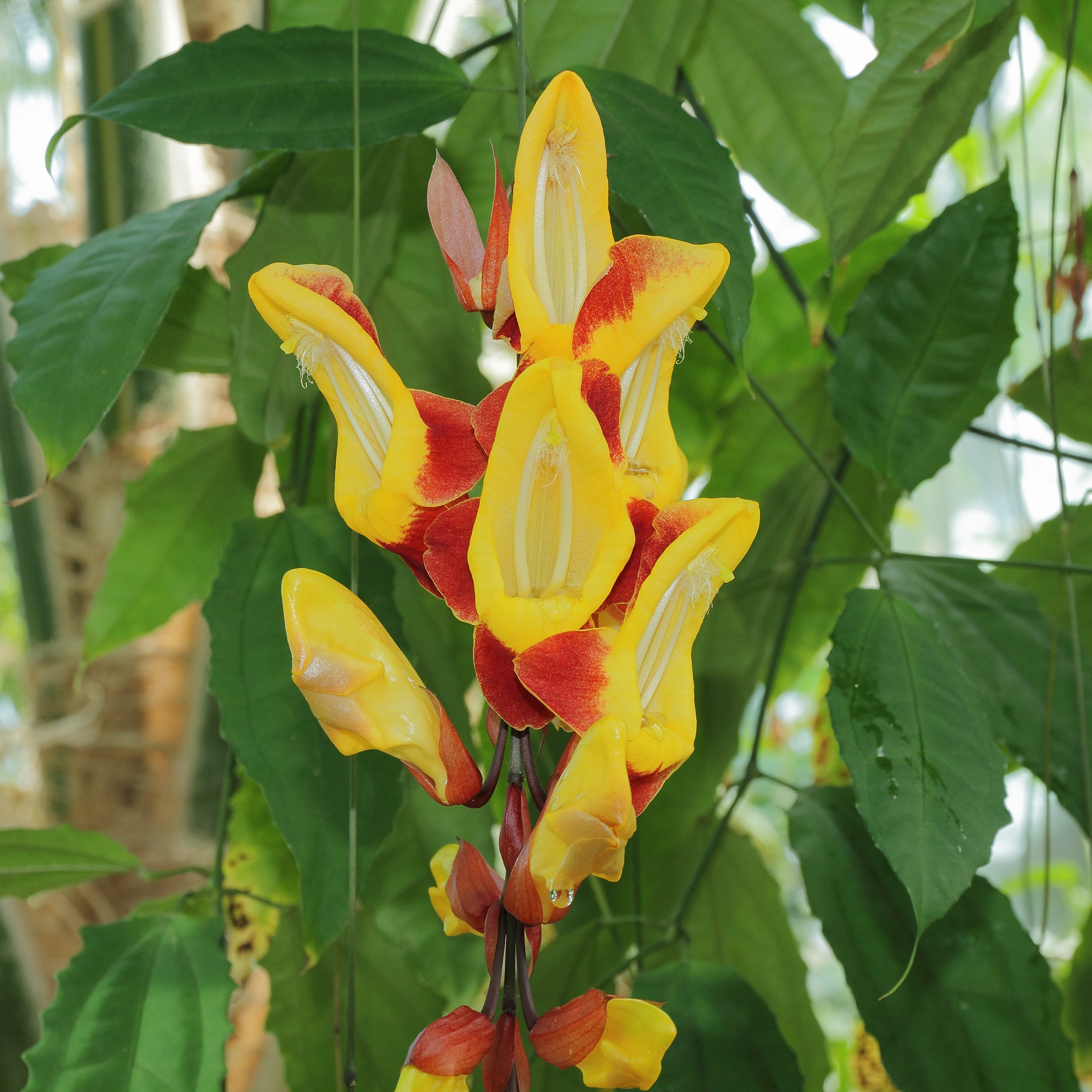 Thunbergia mysorensis-IMG 0220