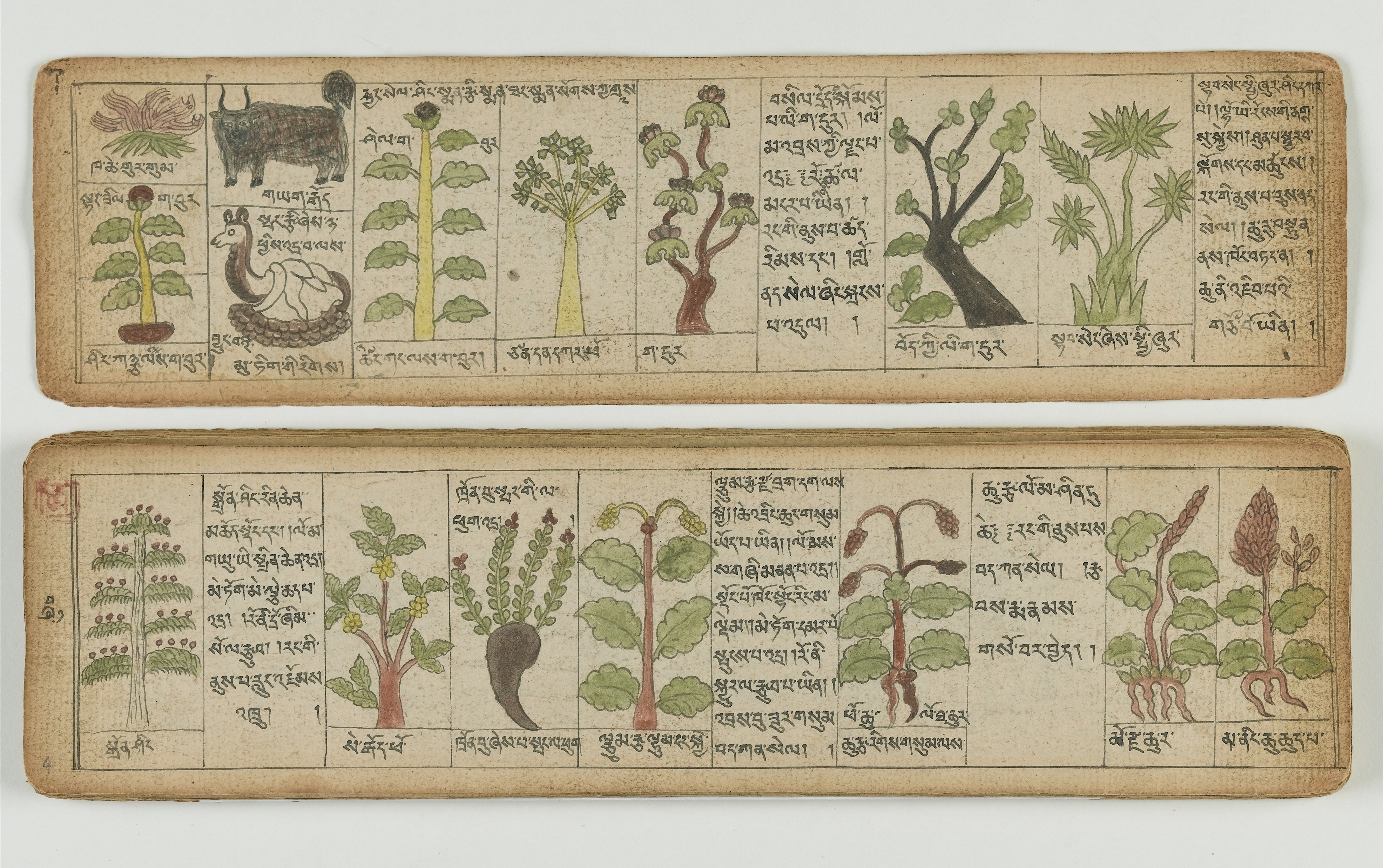 Tibetan plant Manuscript Wellcome L0041676
