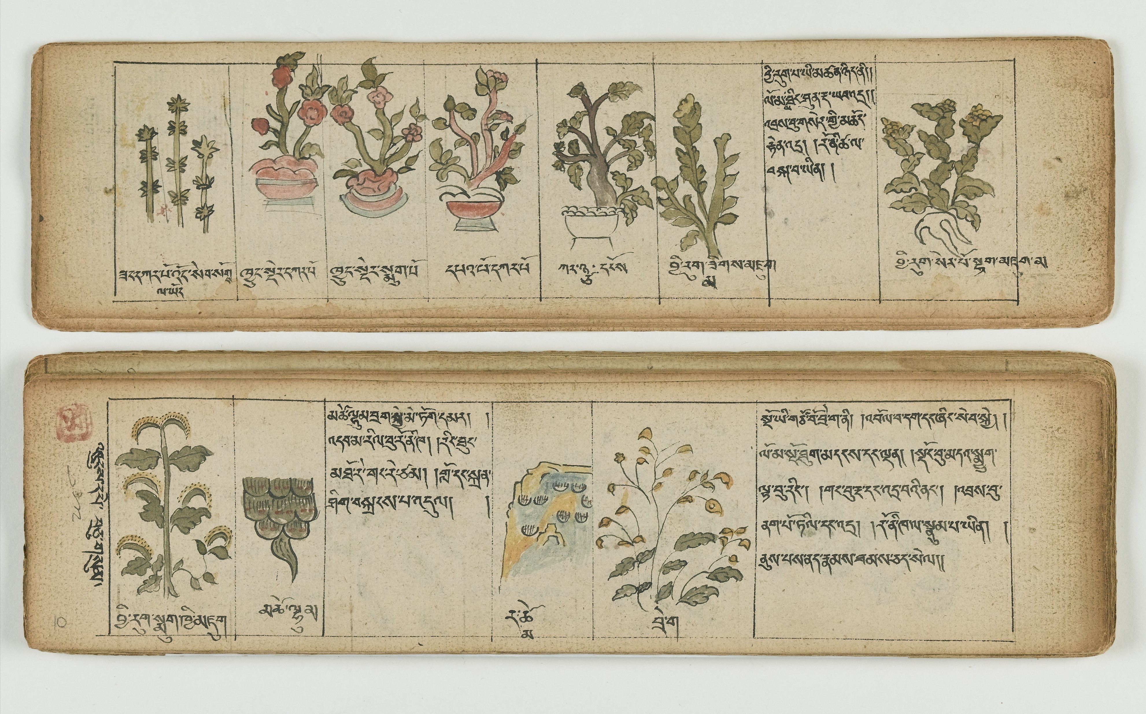 Tibetan plant Manuscript Wellcome L0041682