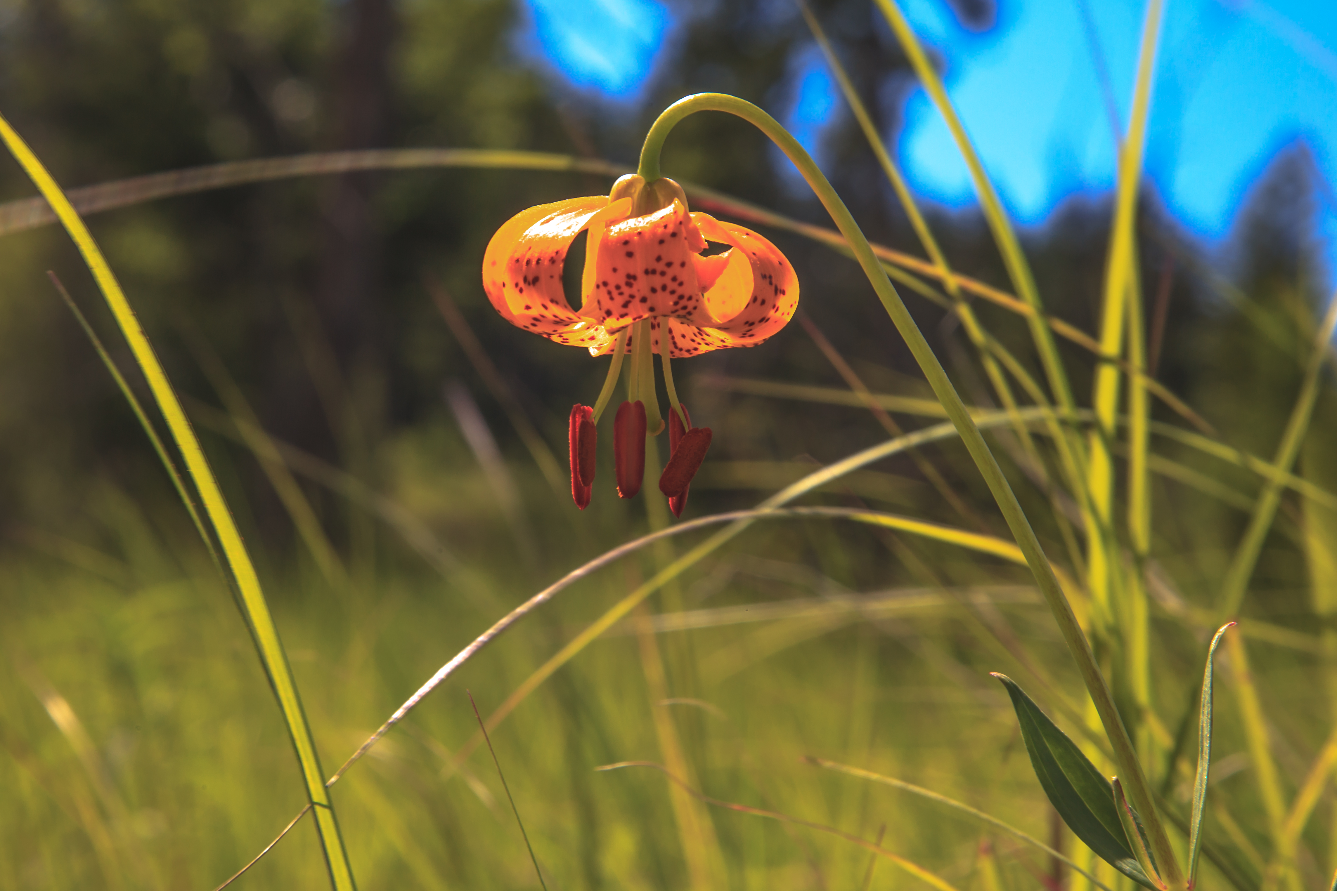 Tiger Lily - Edith Hill (16025638977)
