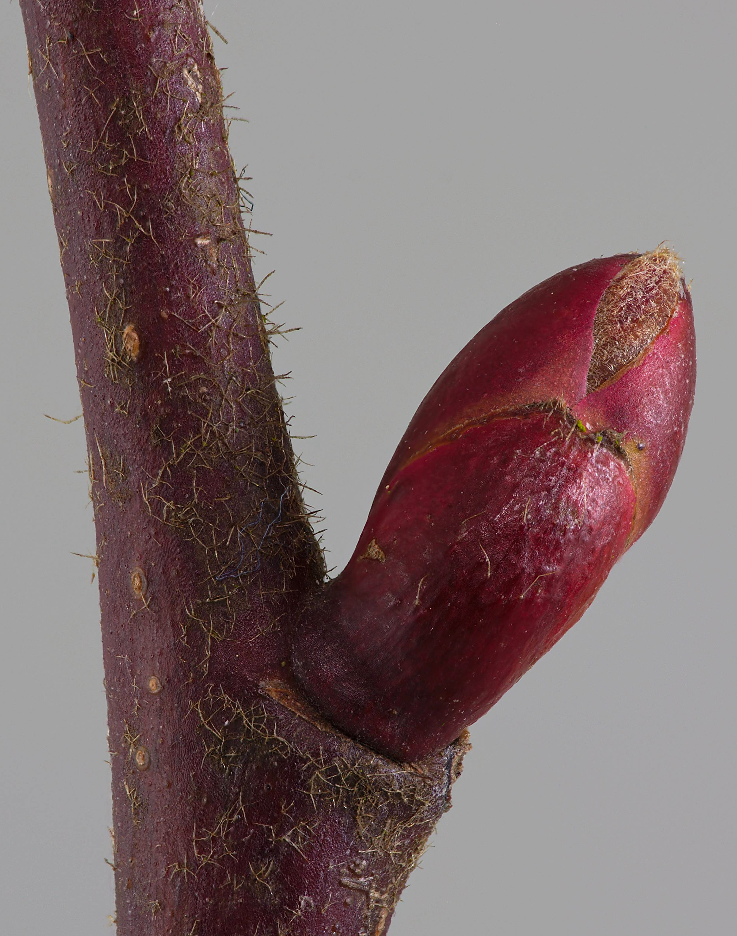 Tilia platyphallos bud