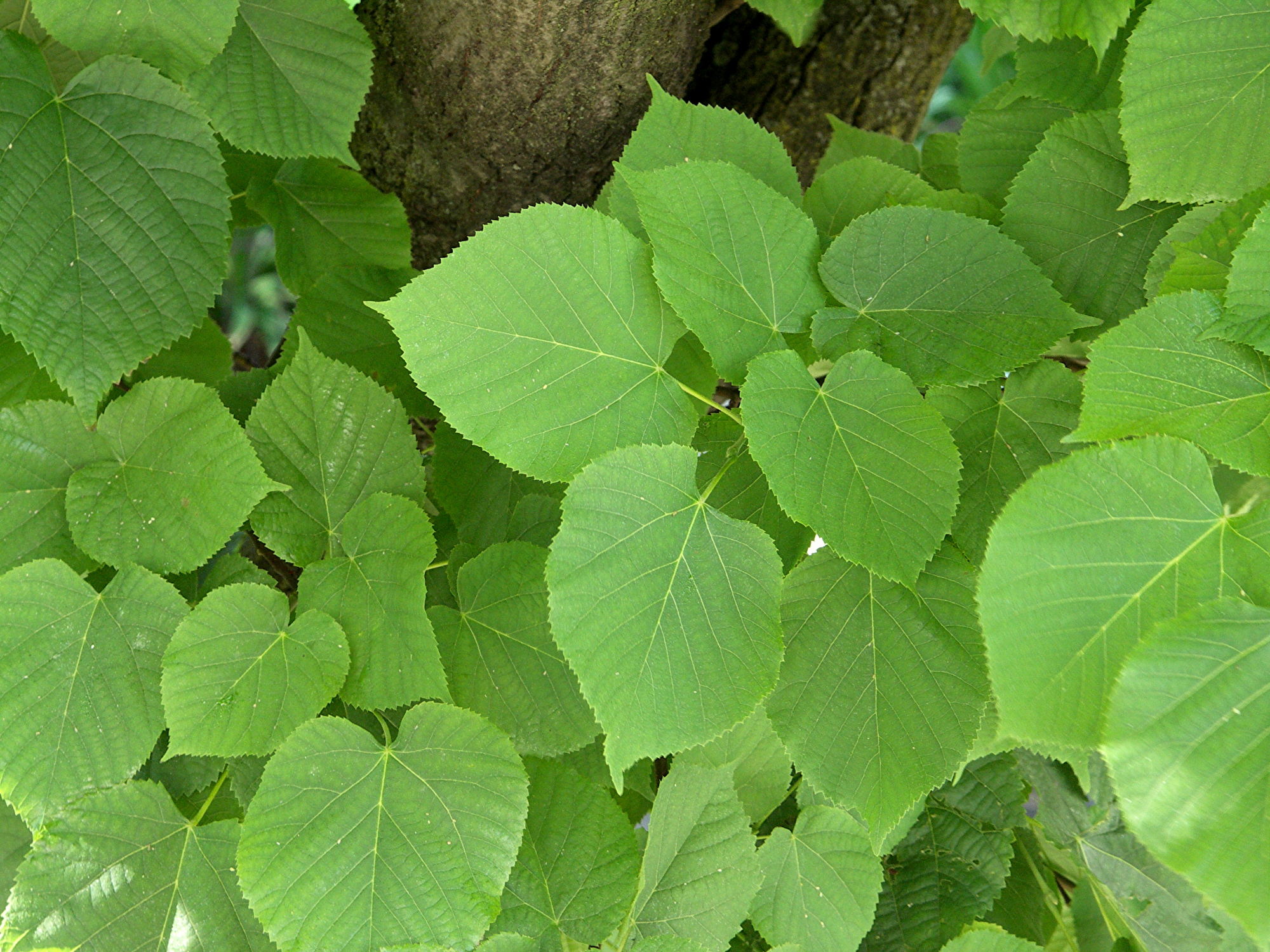Tilia x europea-1