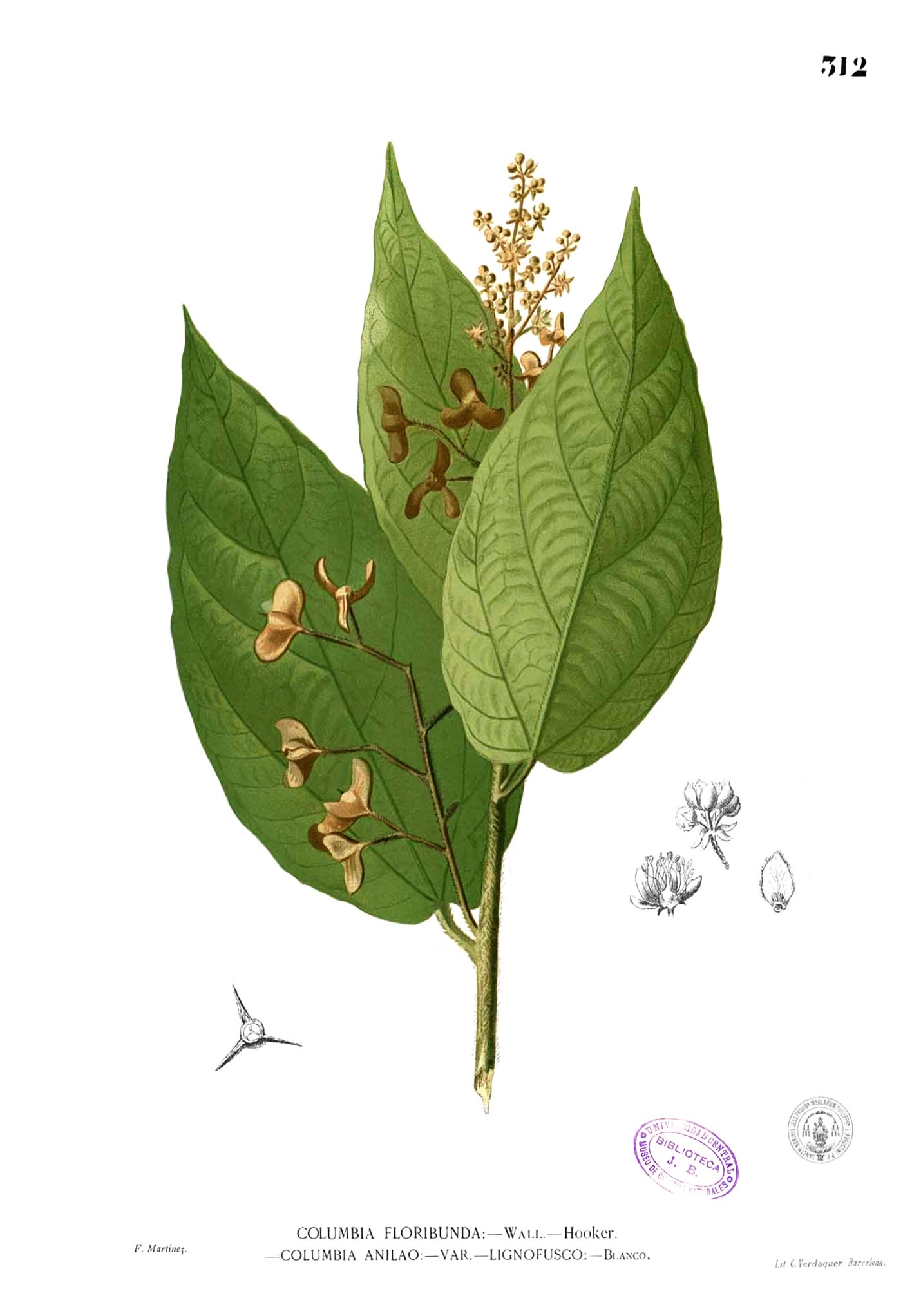 Tiliaceae sp Blanco2.312