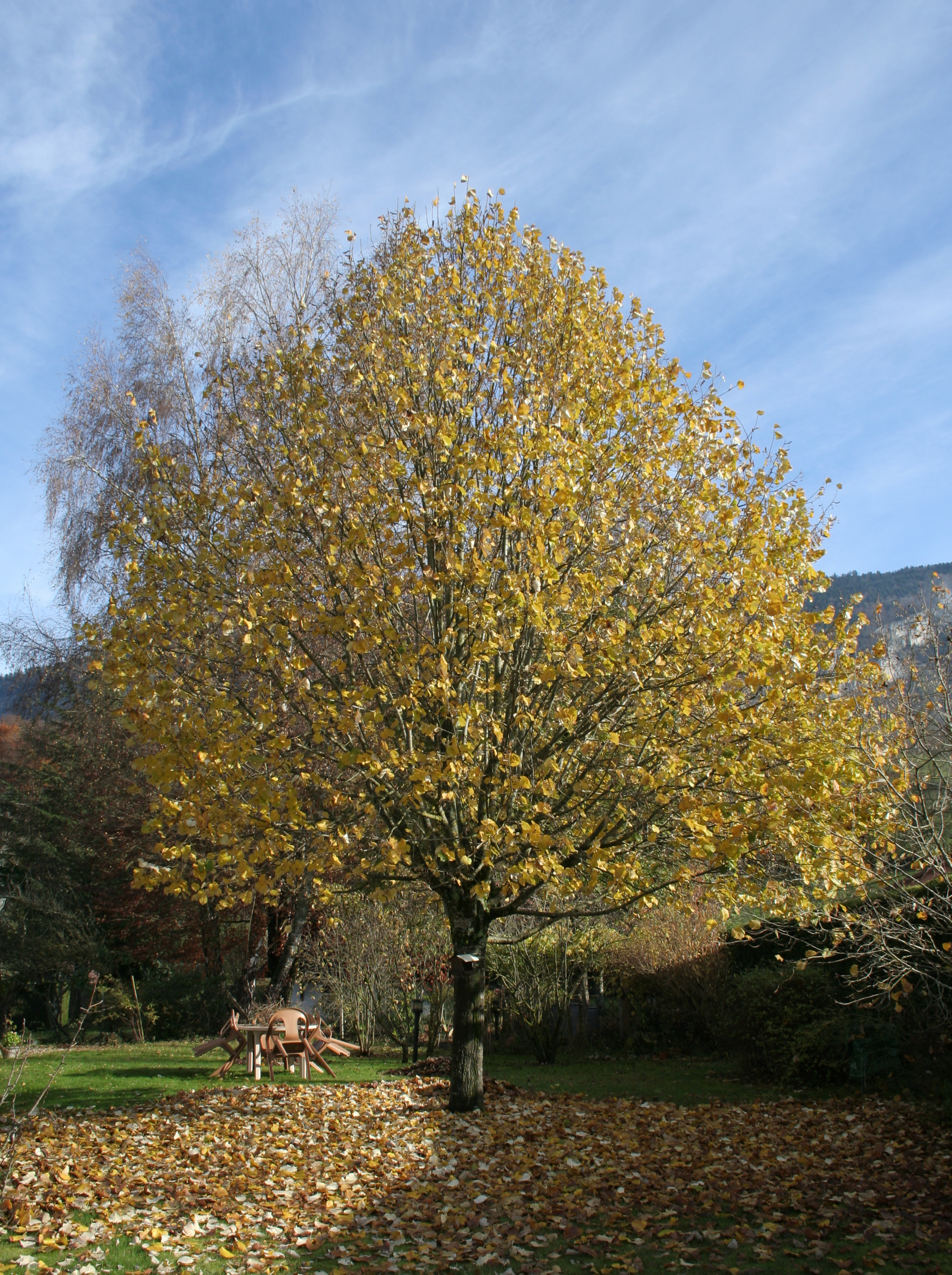 Tilleul, Haute-Savoie, France