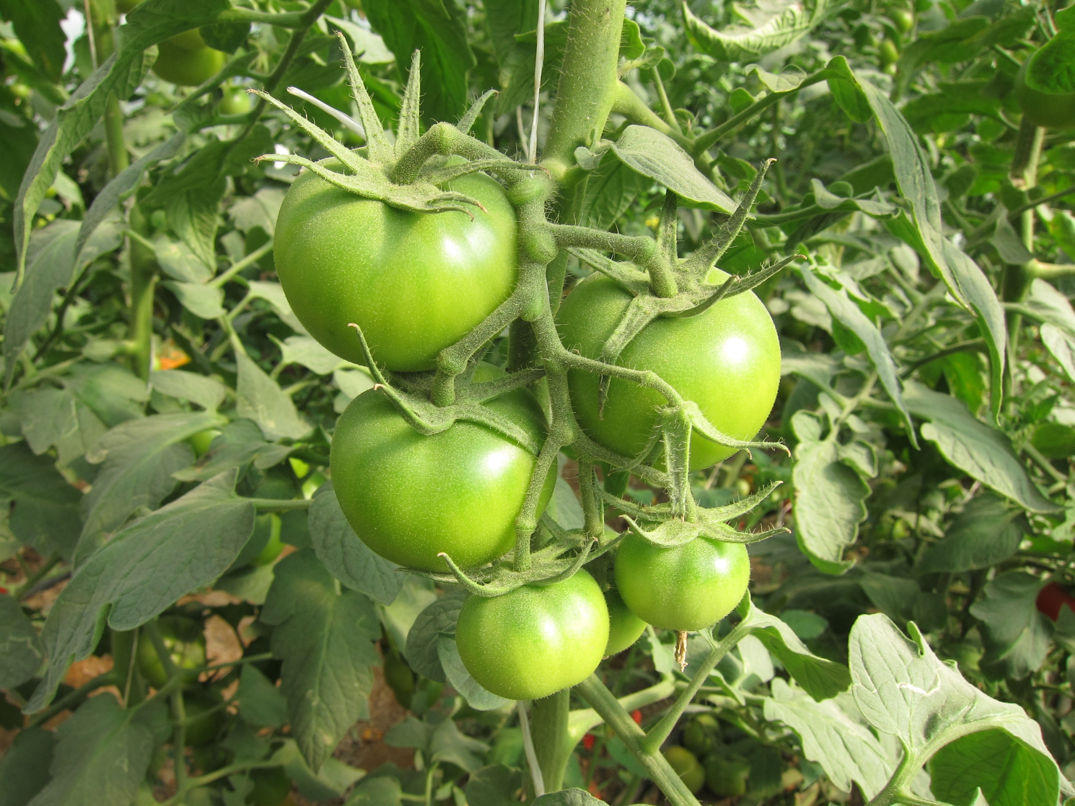 Tomato - തക്കാളി 04