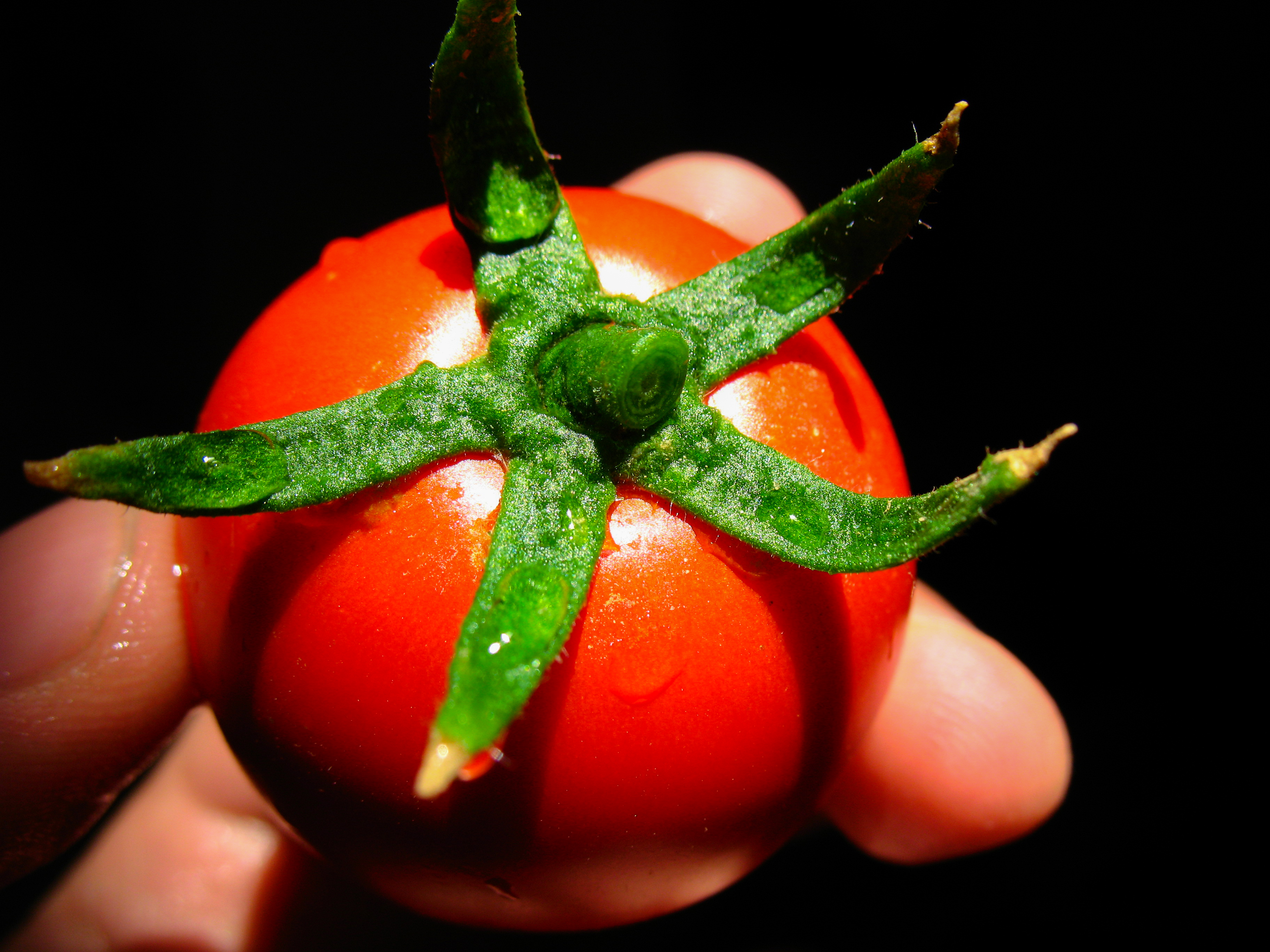 Tomato گوجه فرنگی 03