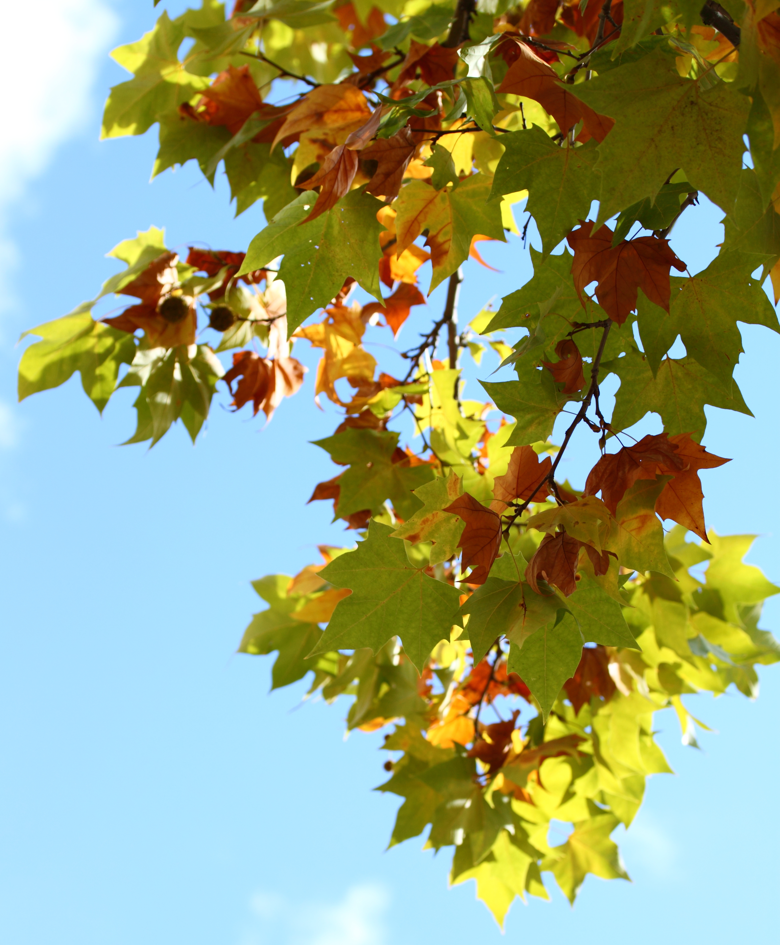 Toulouse Borderouge, feuilles automne