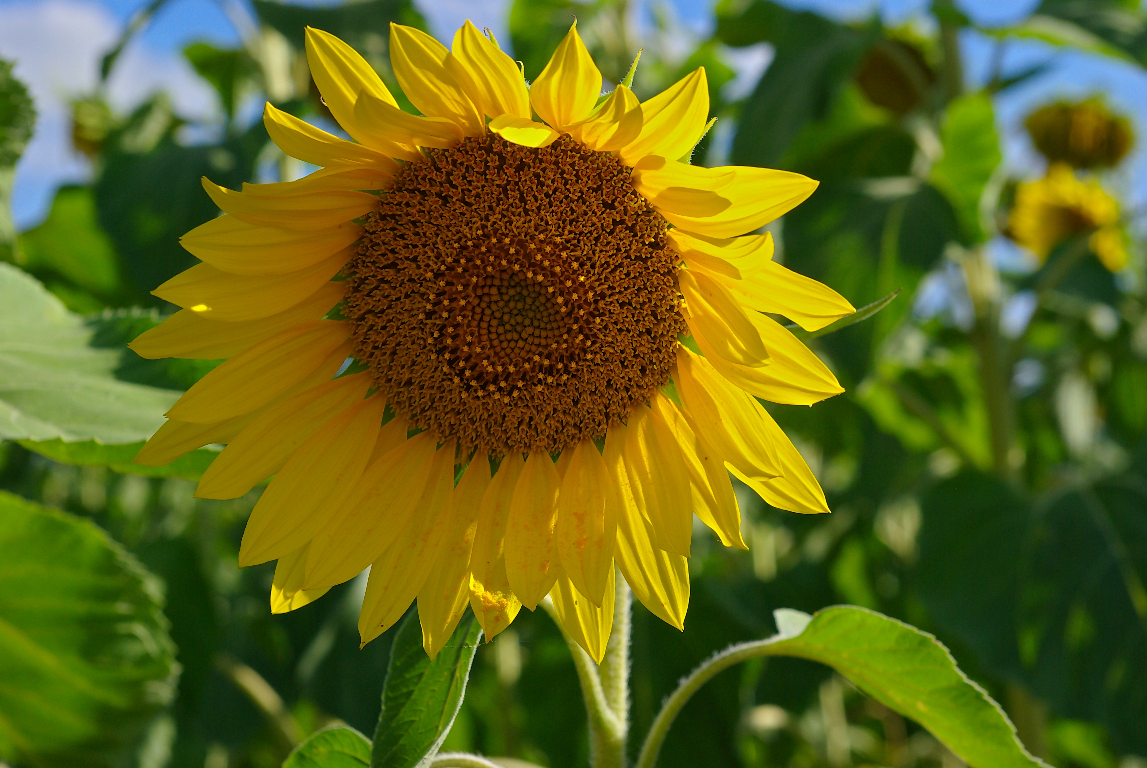 Tournesol FR 2010