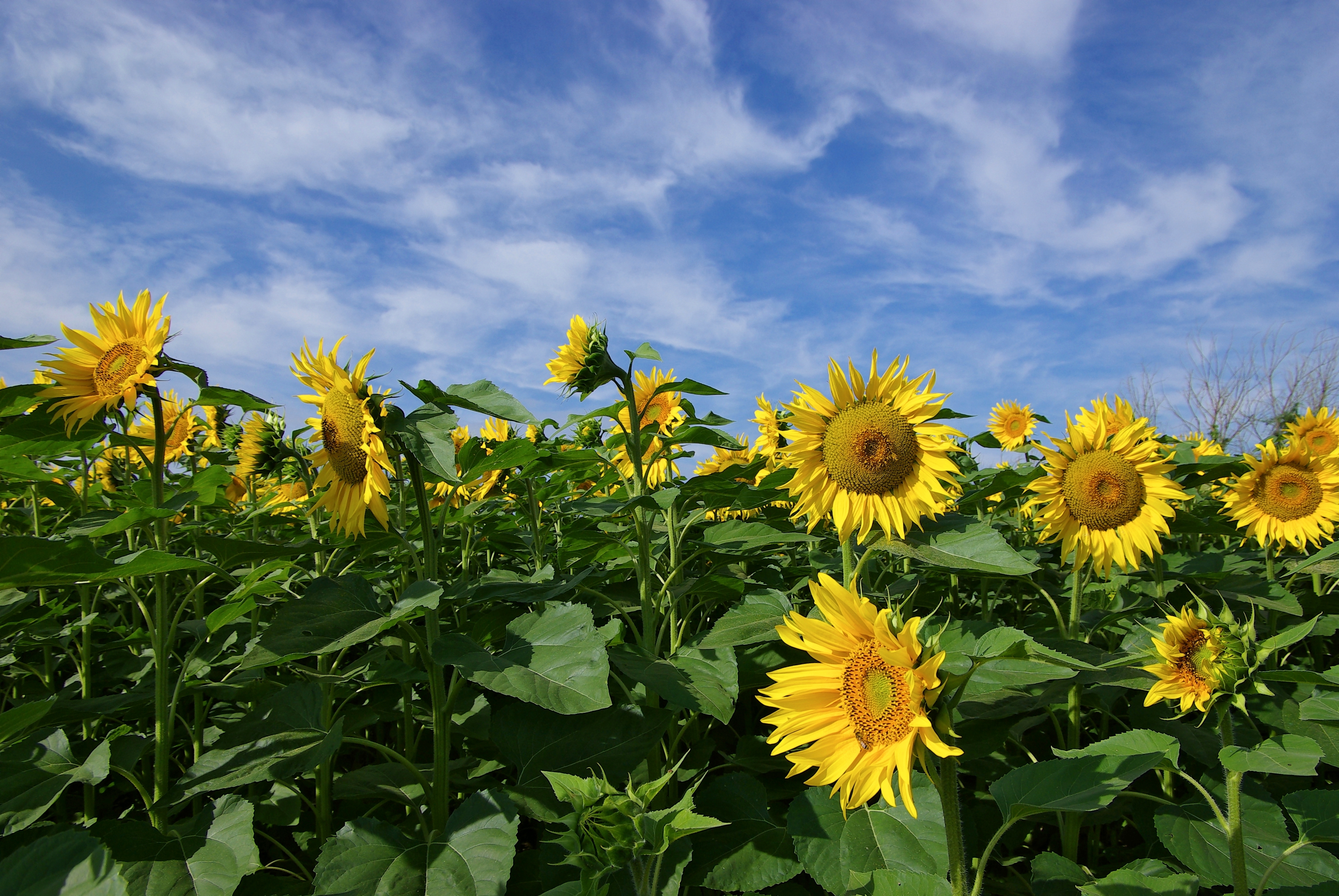 Tournesols&ciel FR 2008