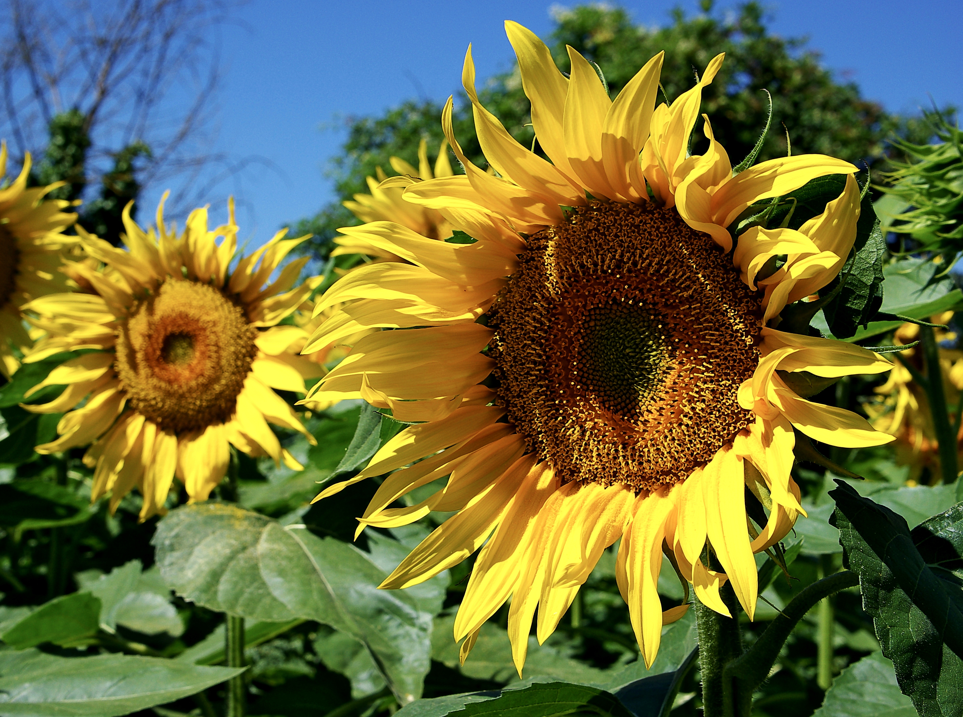 Tournesols FR 2008