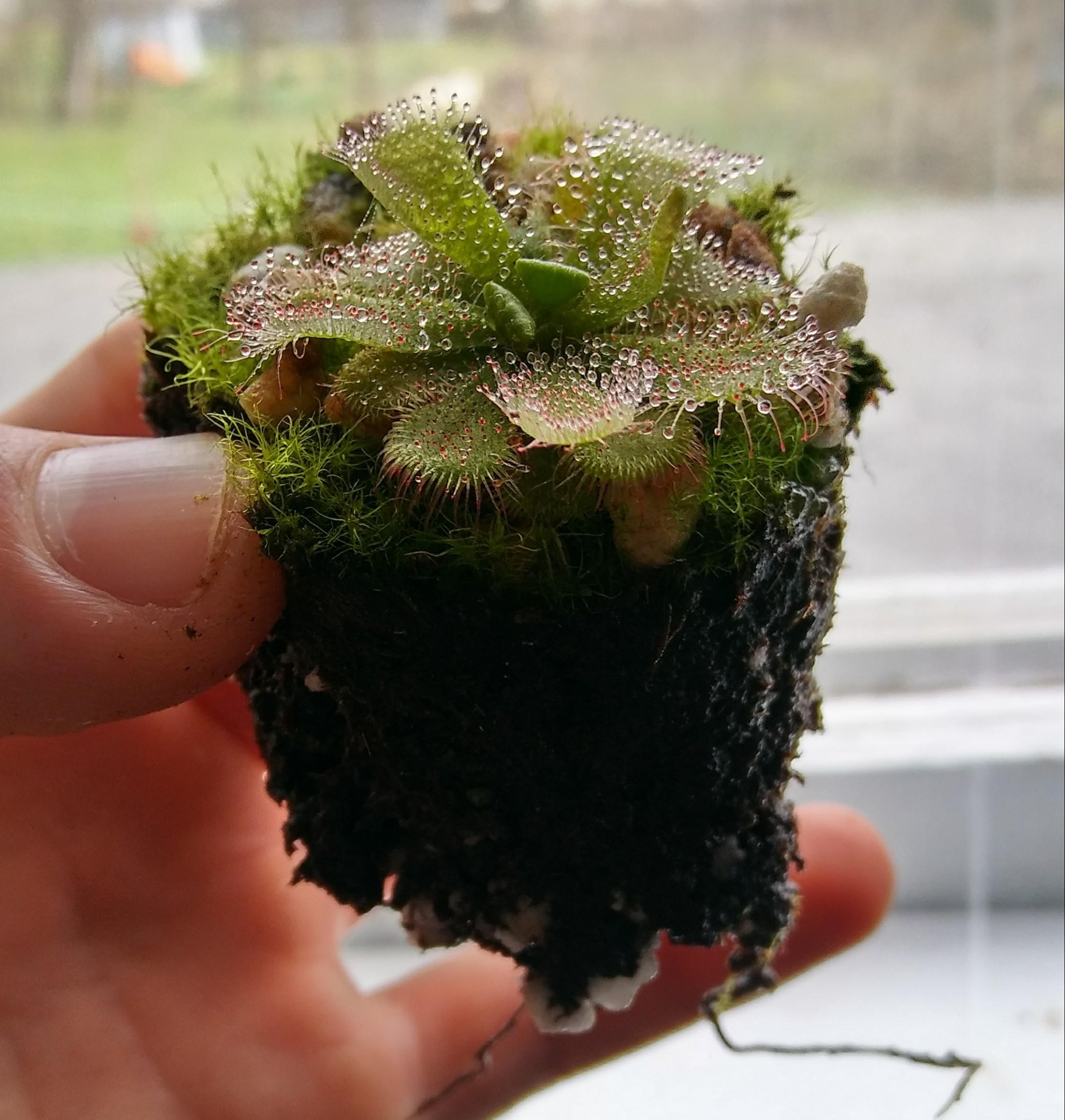 Transplanting a medium D. admirabilis.