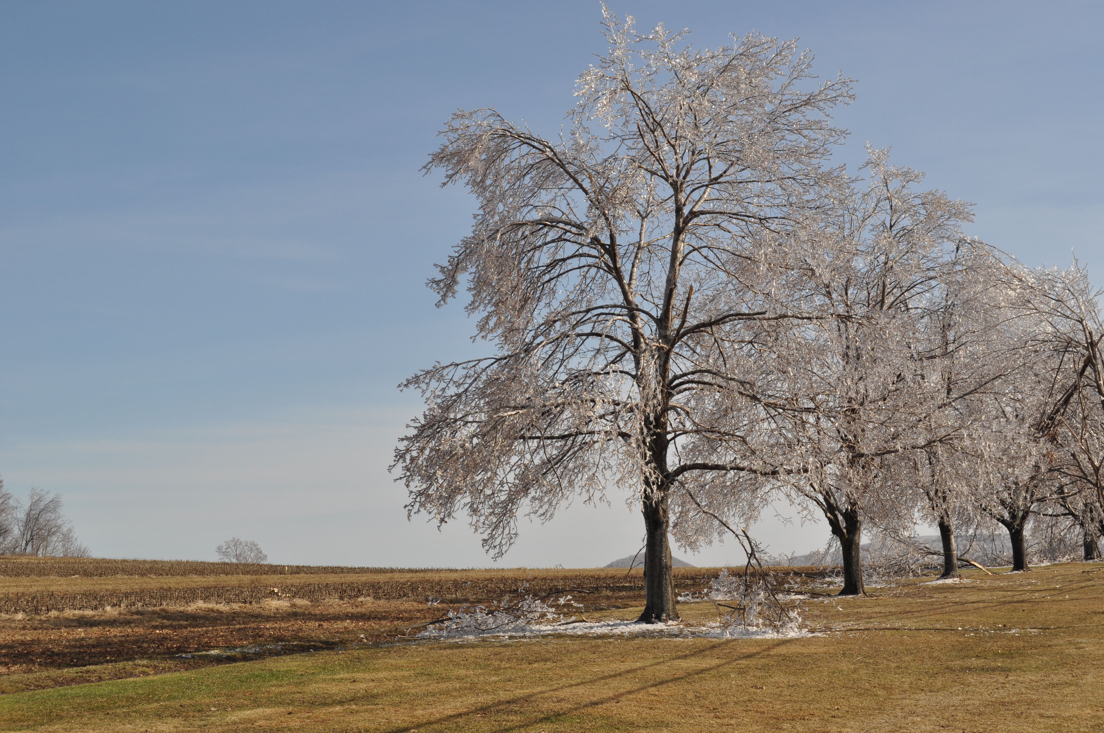 Trees after ice storm NY 82 2