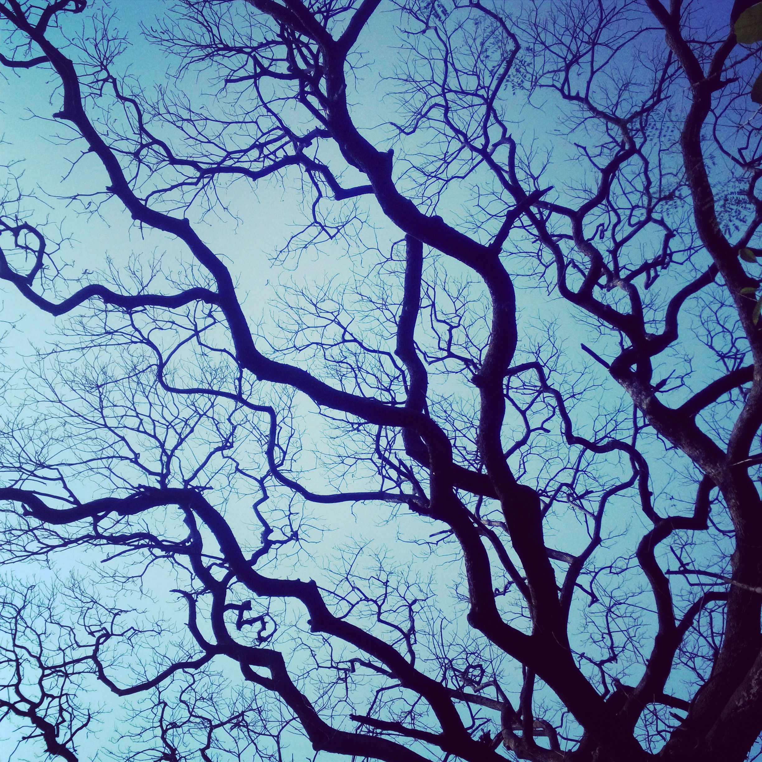 Trees loosing their beauty 2014-03-04 00-41