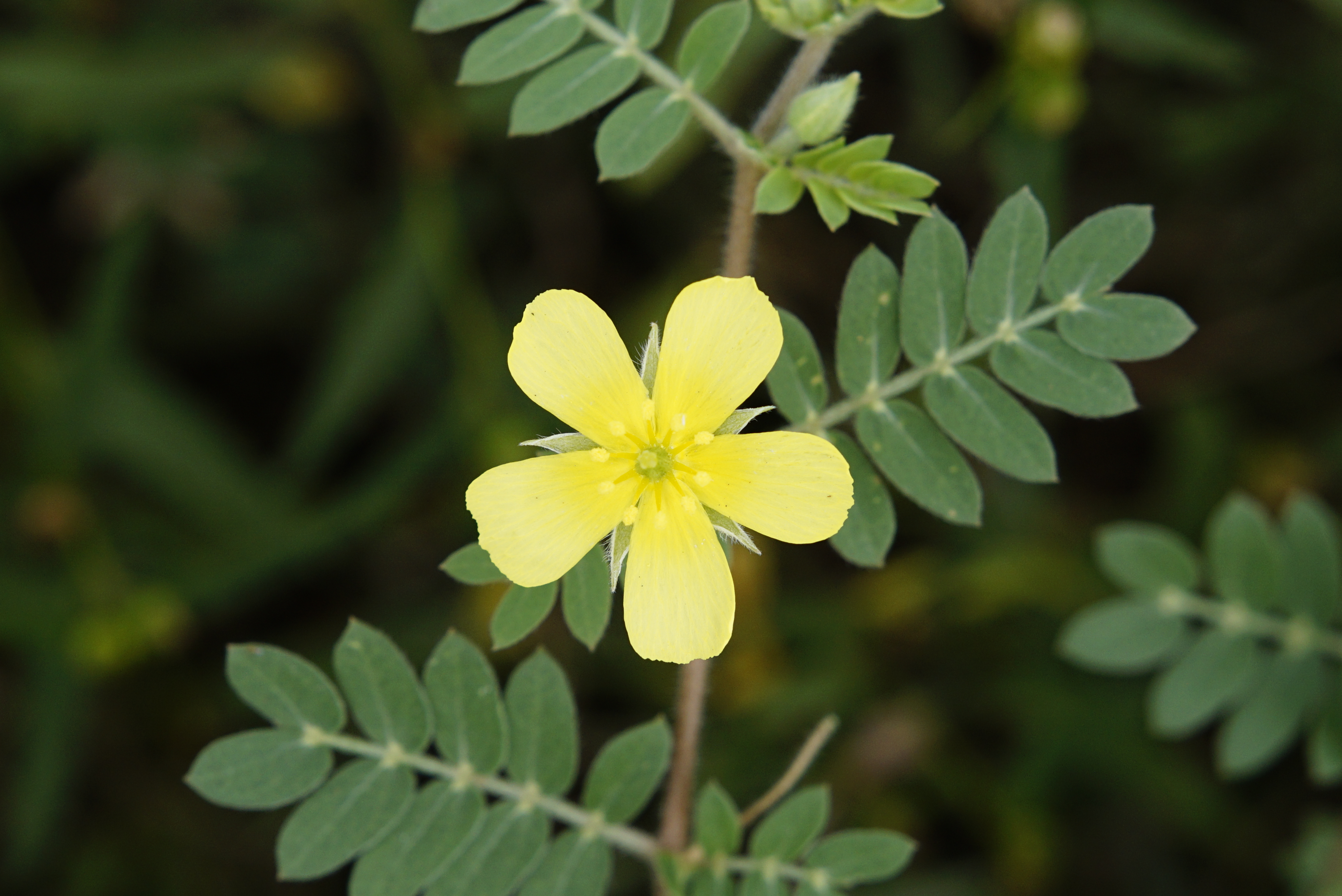 Tribulus terrestris 3002