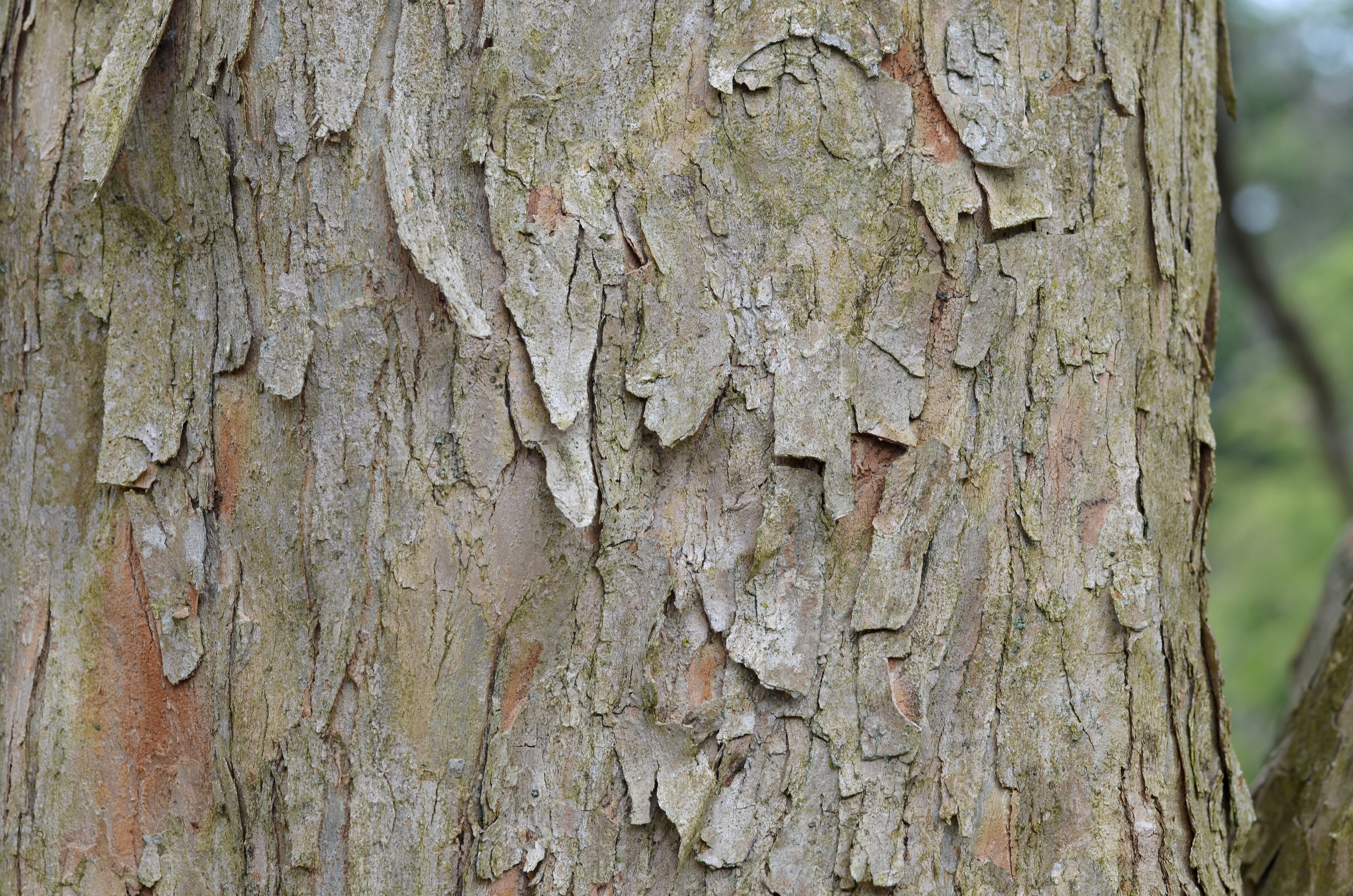 Trident Maple Acer buegerianum Bark Horizontal