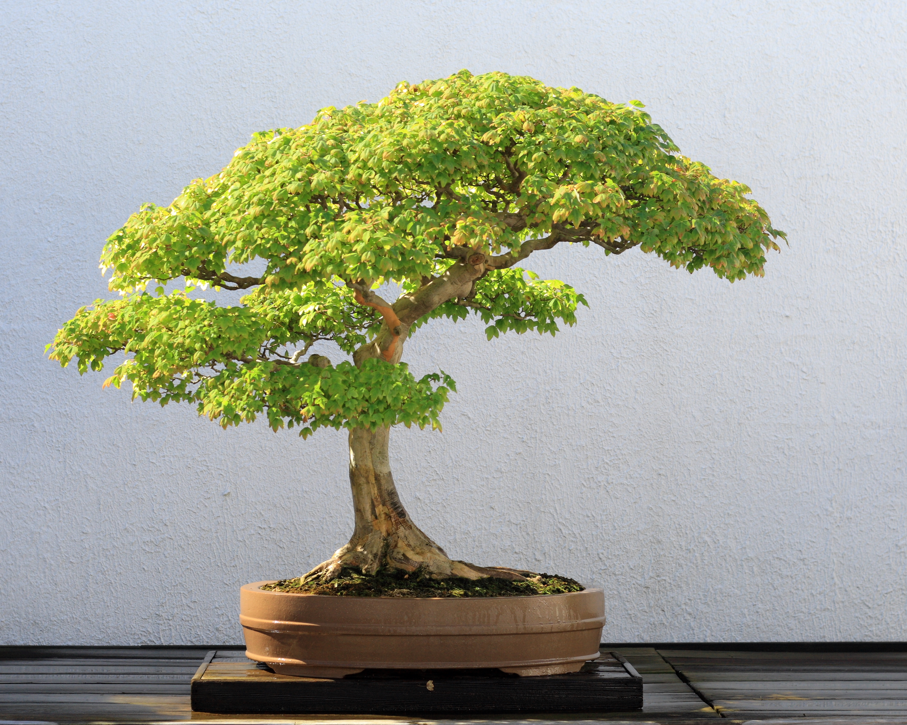 Trident Maple bonsai 52, October 10, 2008