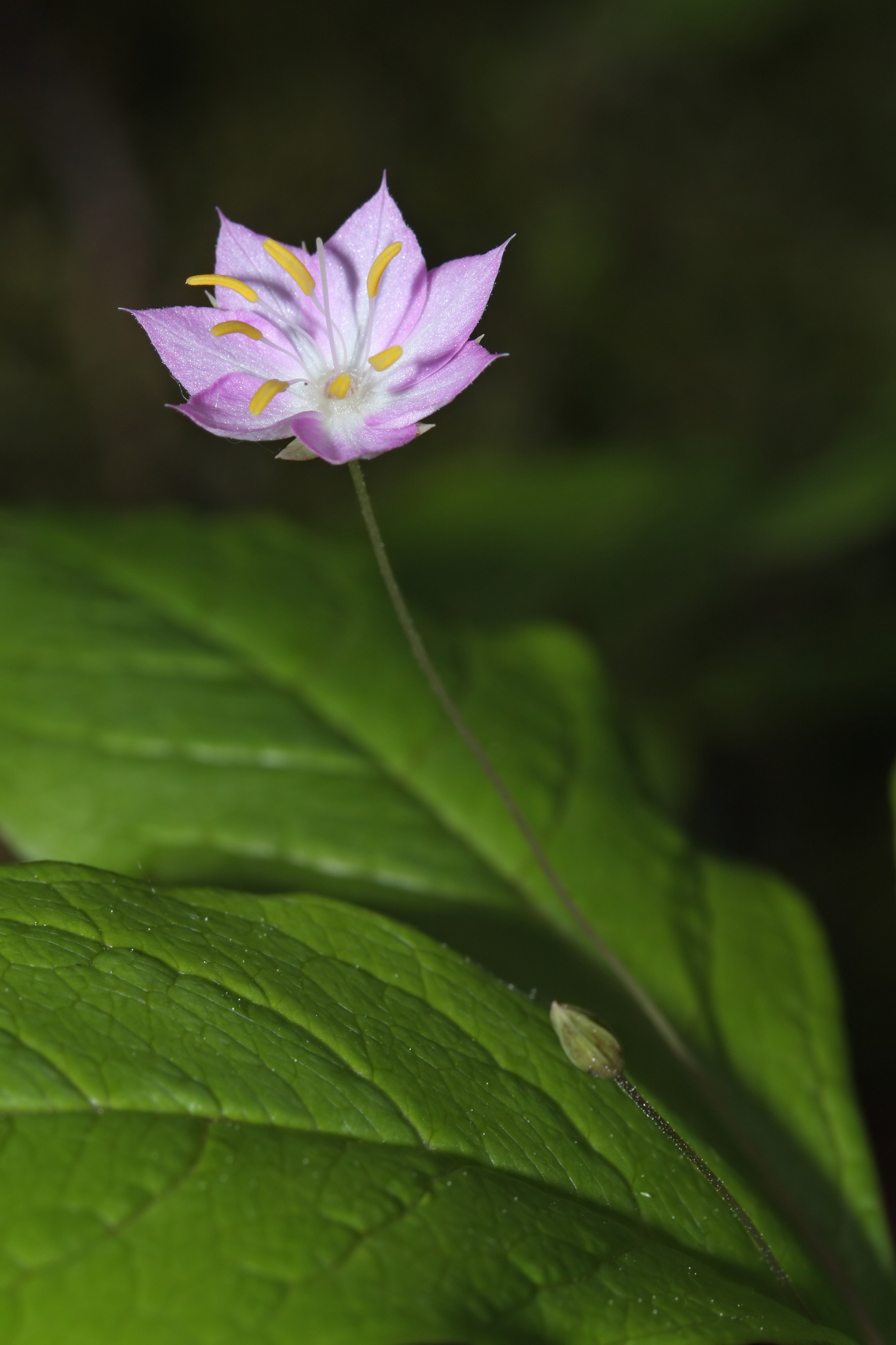 Trientalis borealis 1177