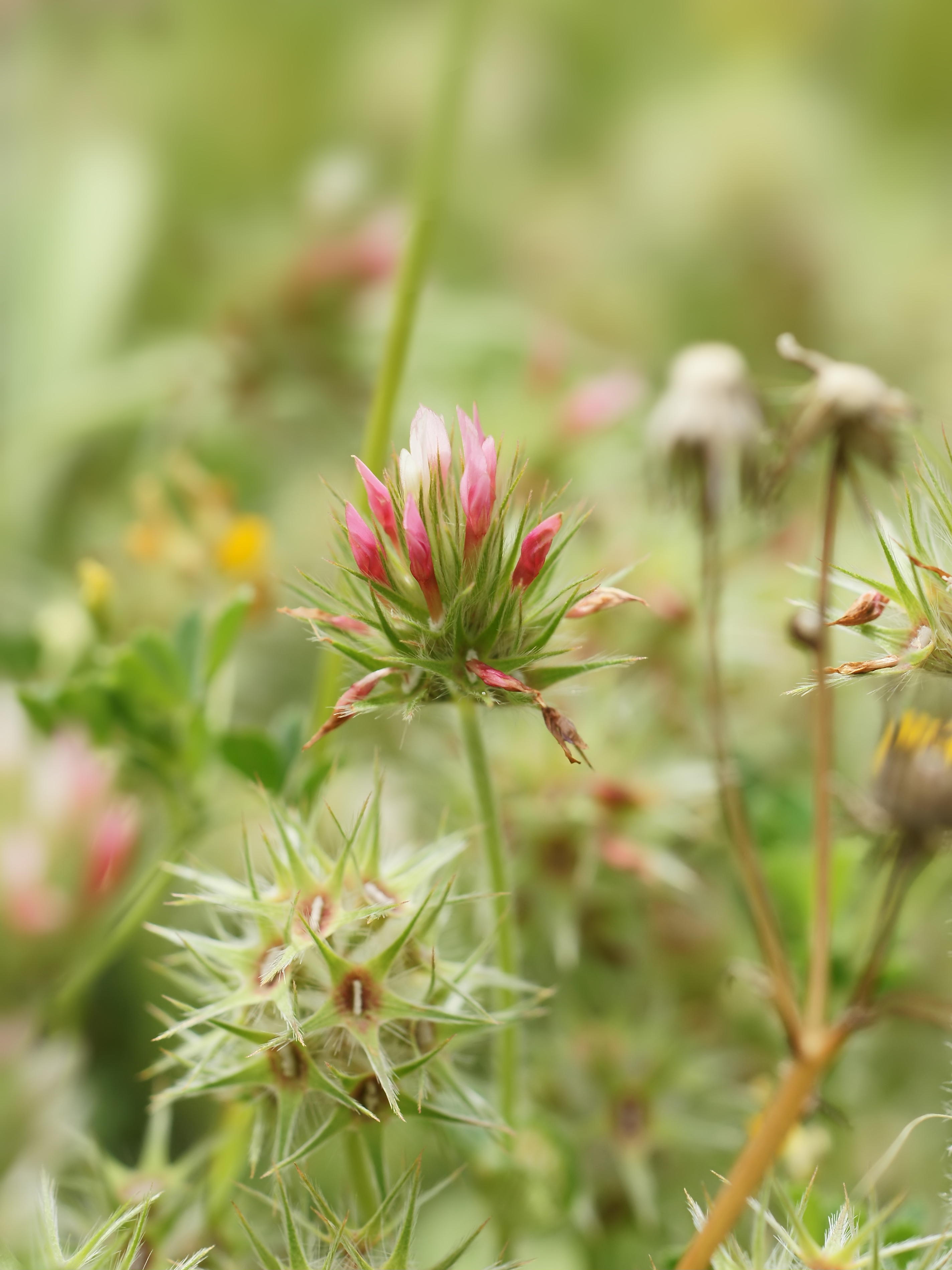 Trifolium stellatum (flowers)