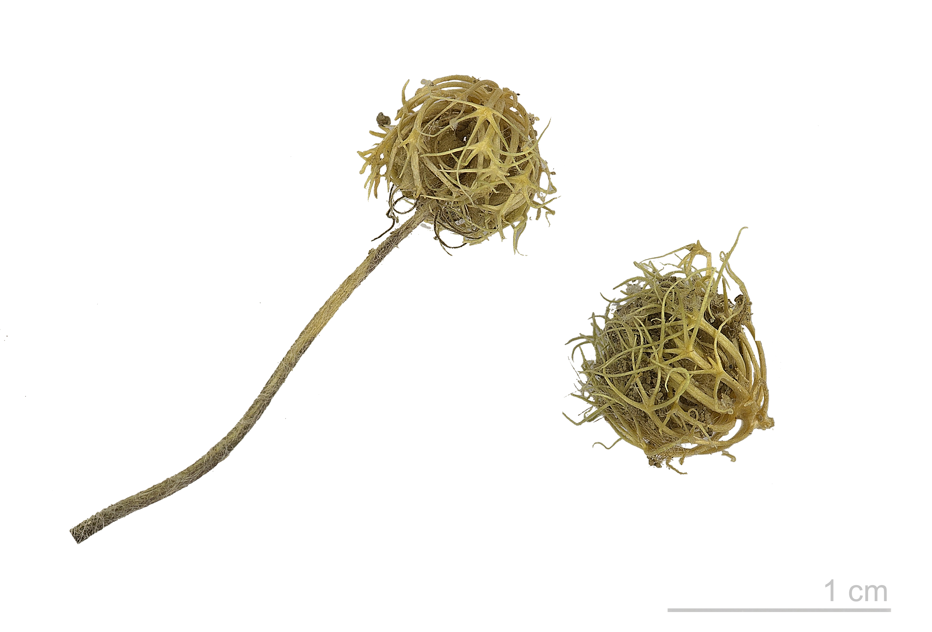 Trifolium subterraneum MHNT.BOT.2015.34.91