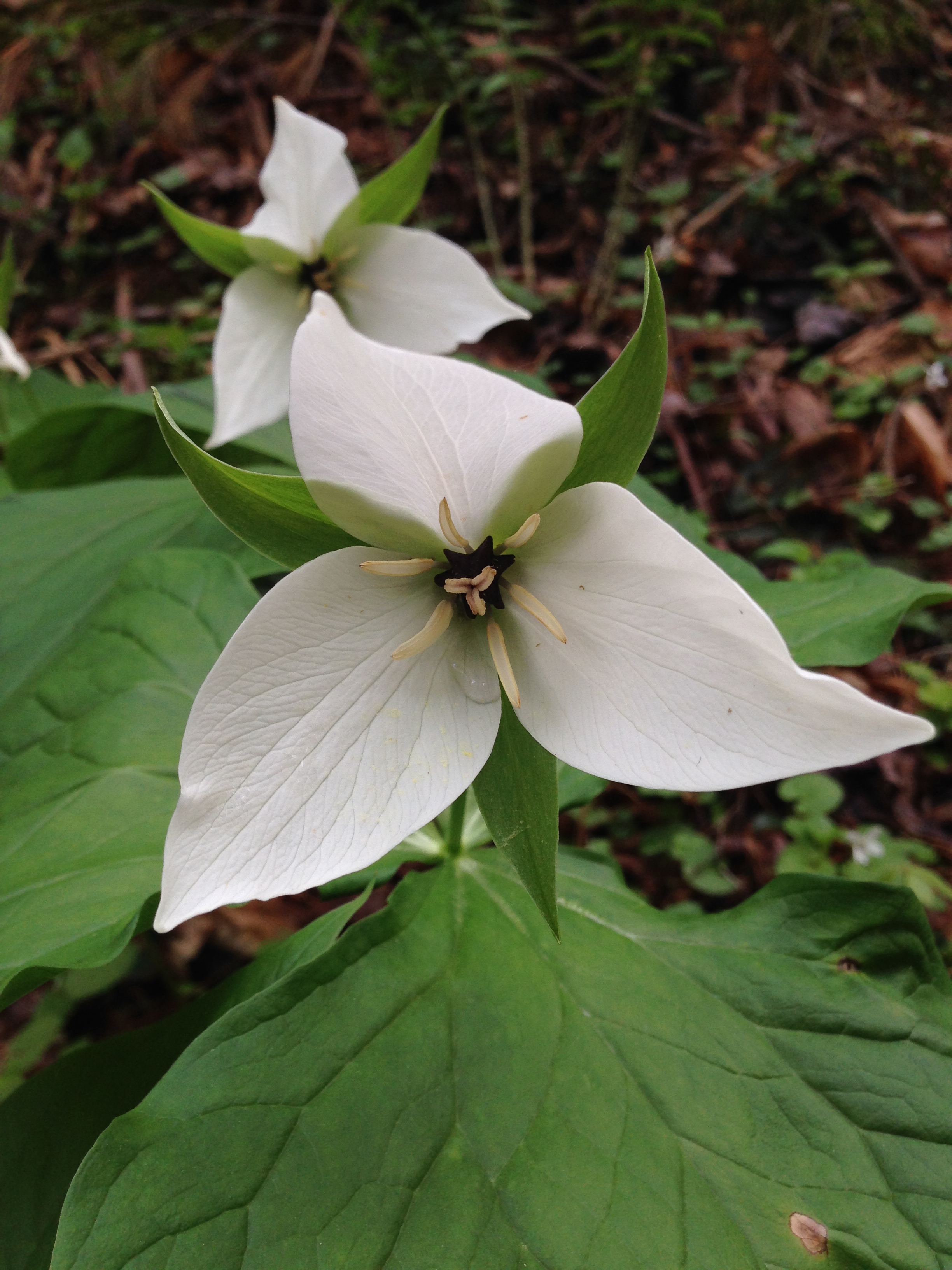 Trillium Great Smoky Mountains