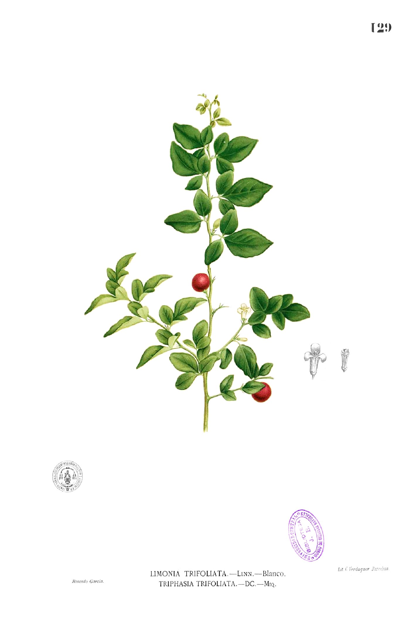Triphasia trifolia Blanco1.129