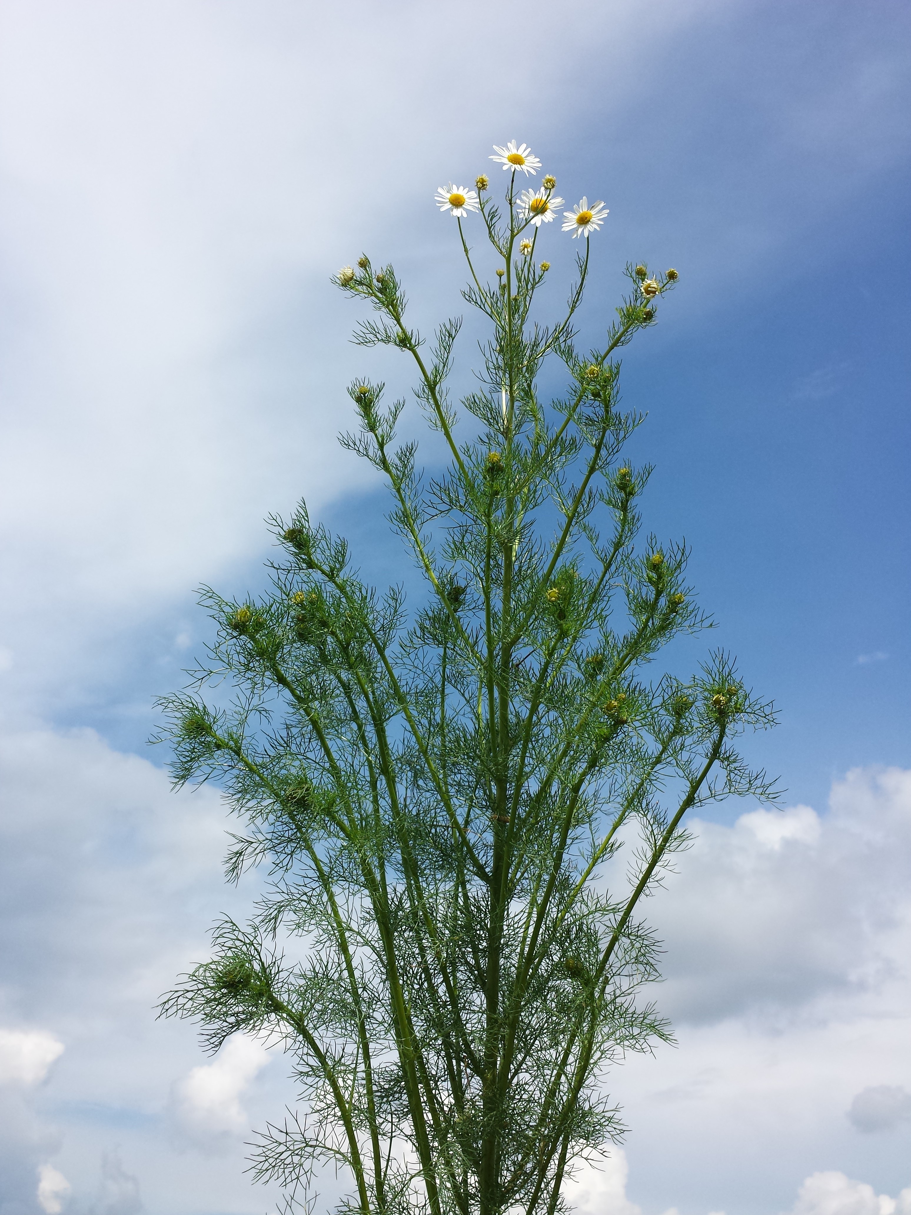 Tripleurospermum inodorum sl3