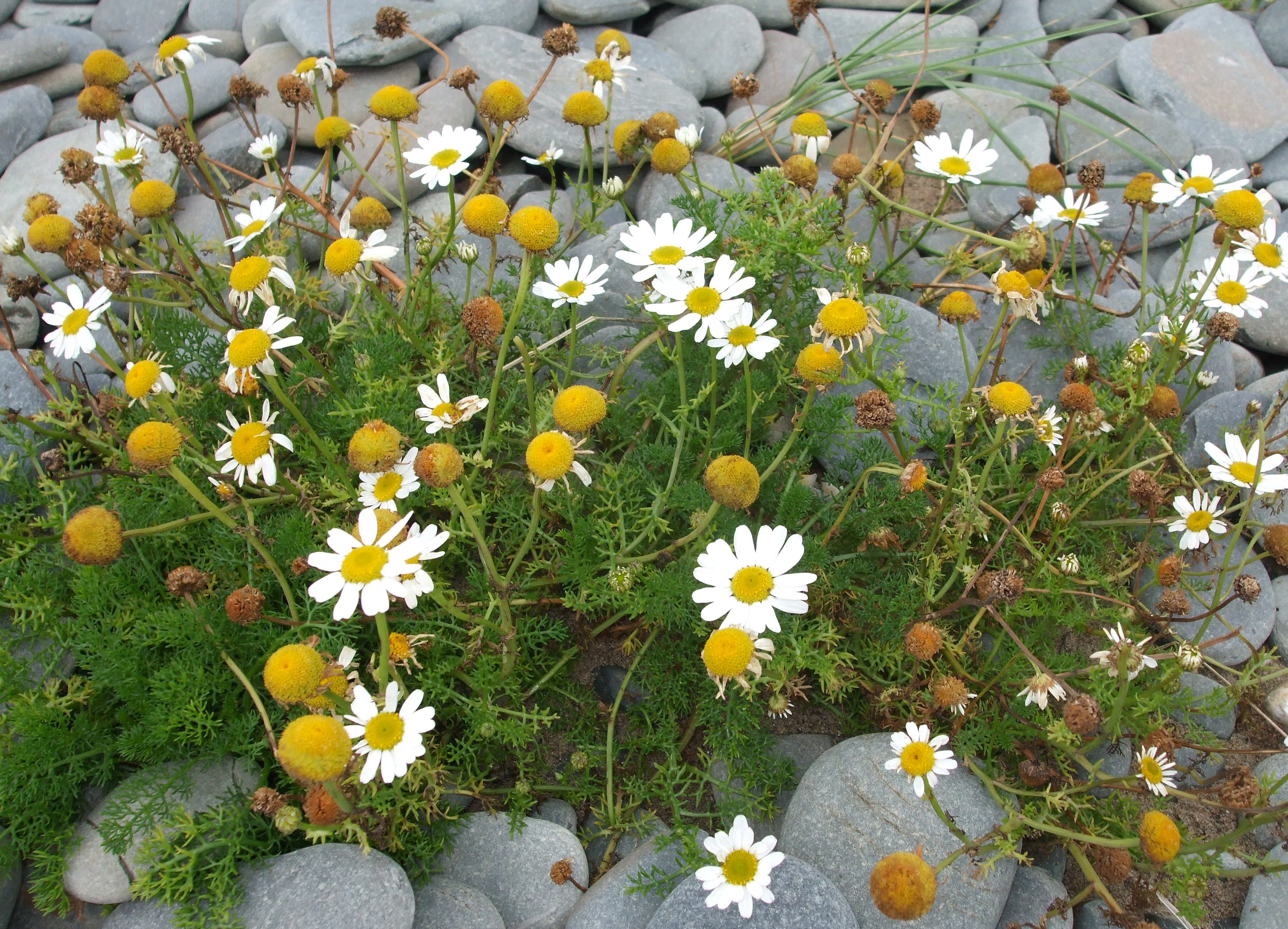 Tripleurospermum maritimum Borth