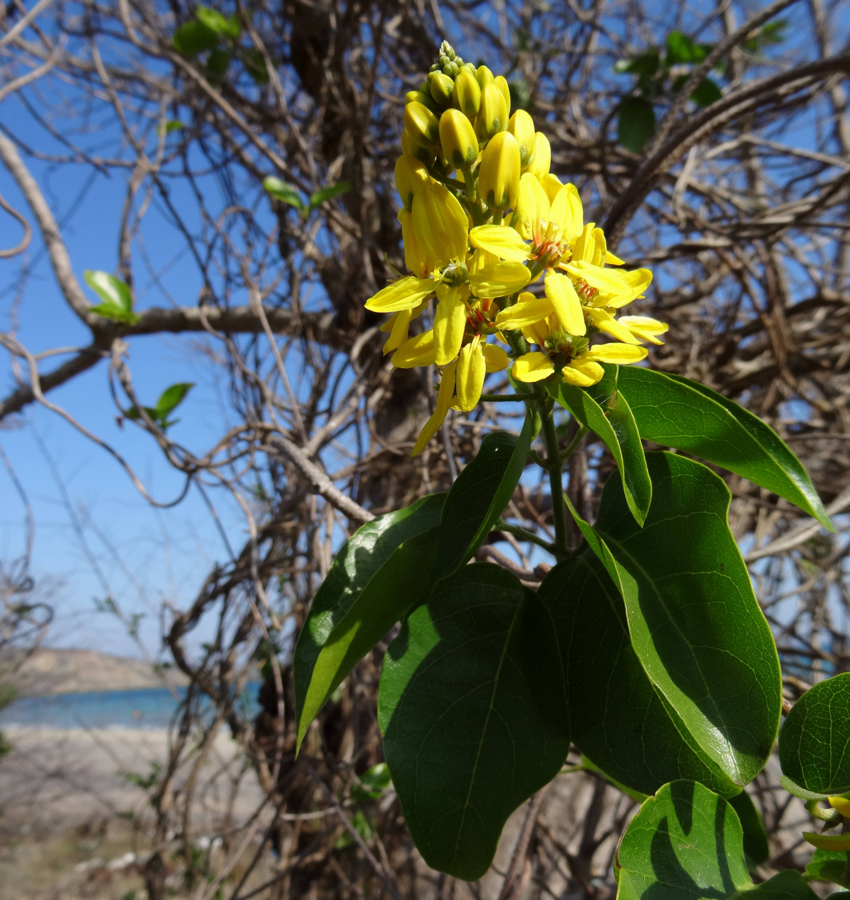 Tristellateia africana on Pemba Bay (9581508143)