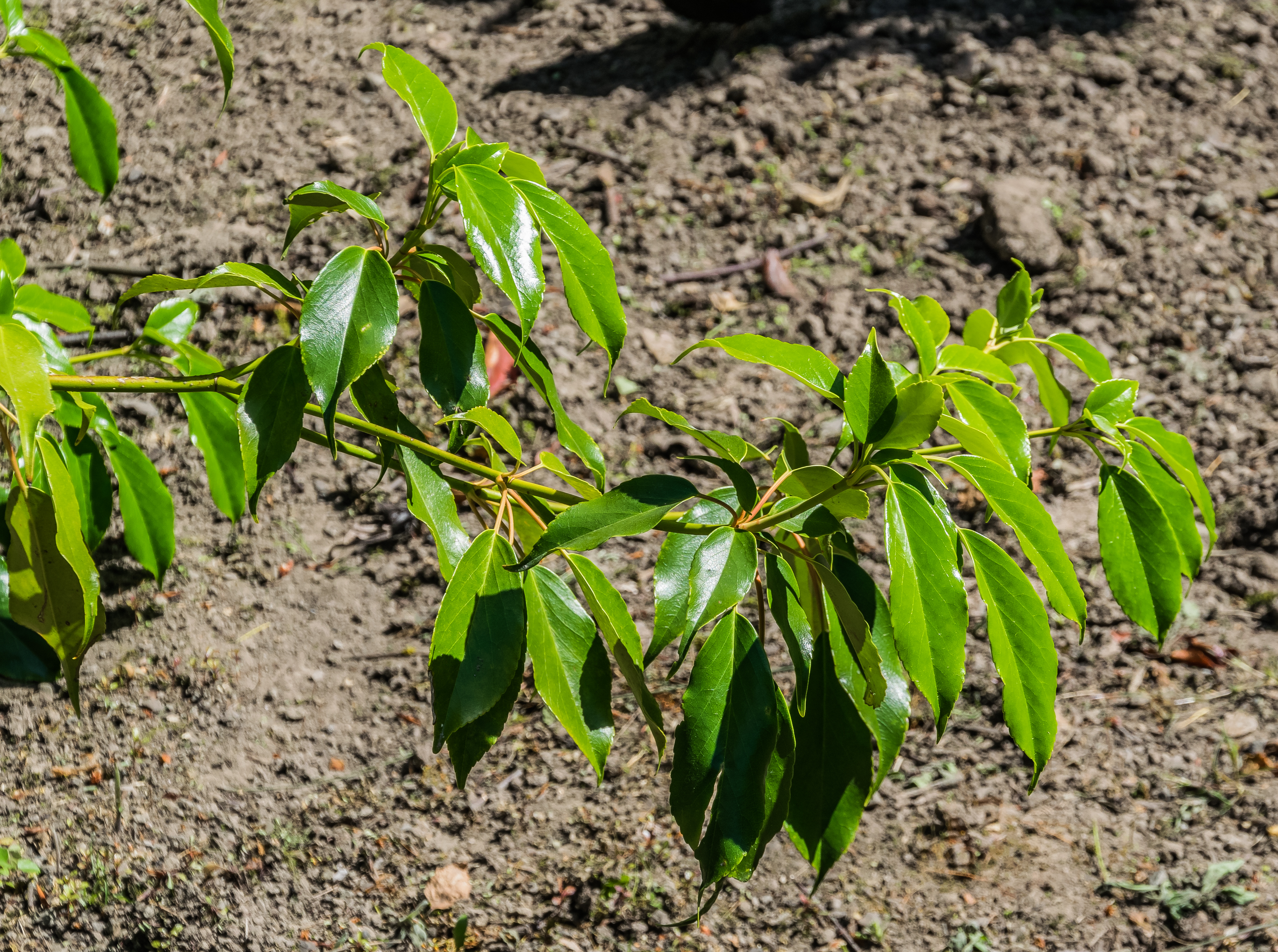 Trochodendron aralioides in Christchurch Botanic Gardens